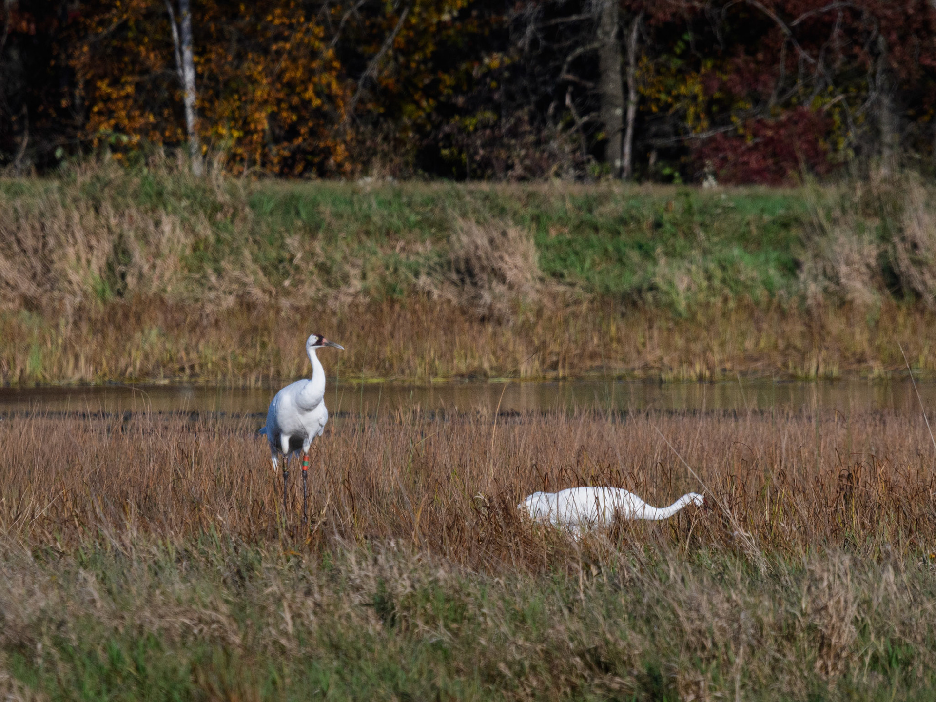 Whooping Crane