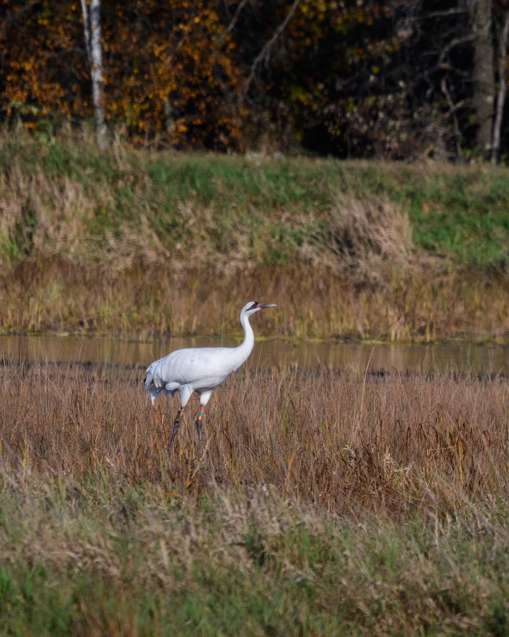 Whooping Crane