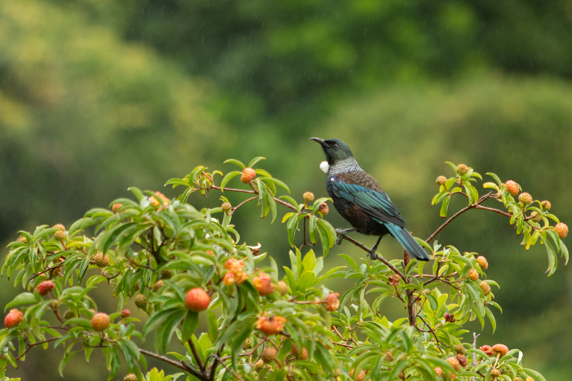 Tūī (Tui)