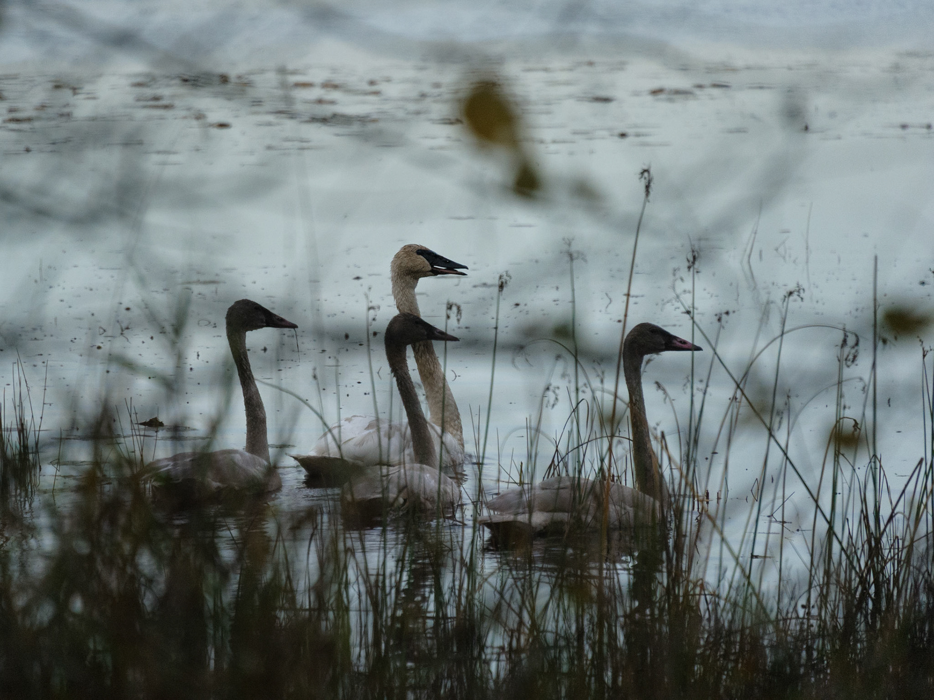 Trumpeter swan