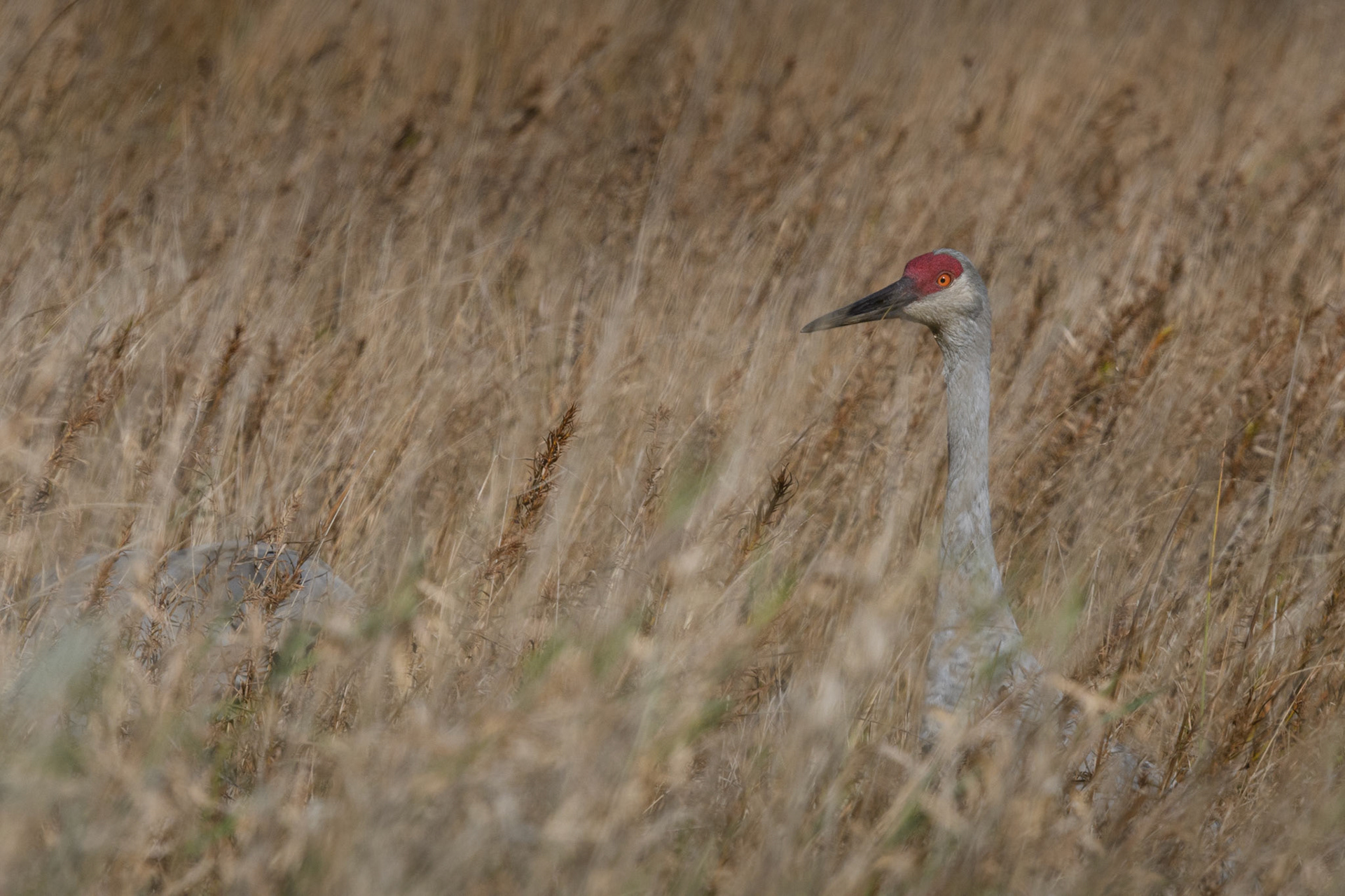 Sandhill crane