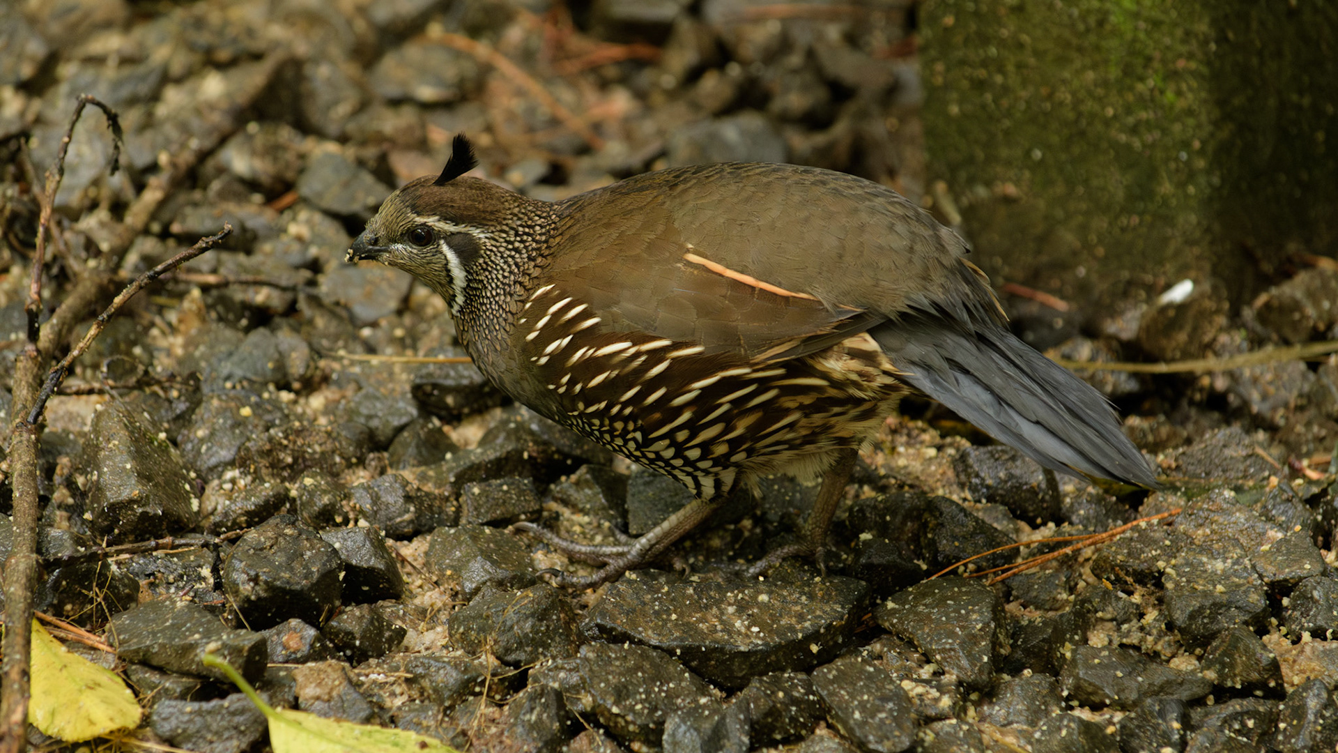 California Quail (Tikaokao)
