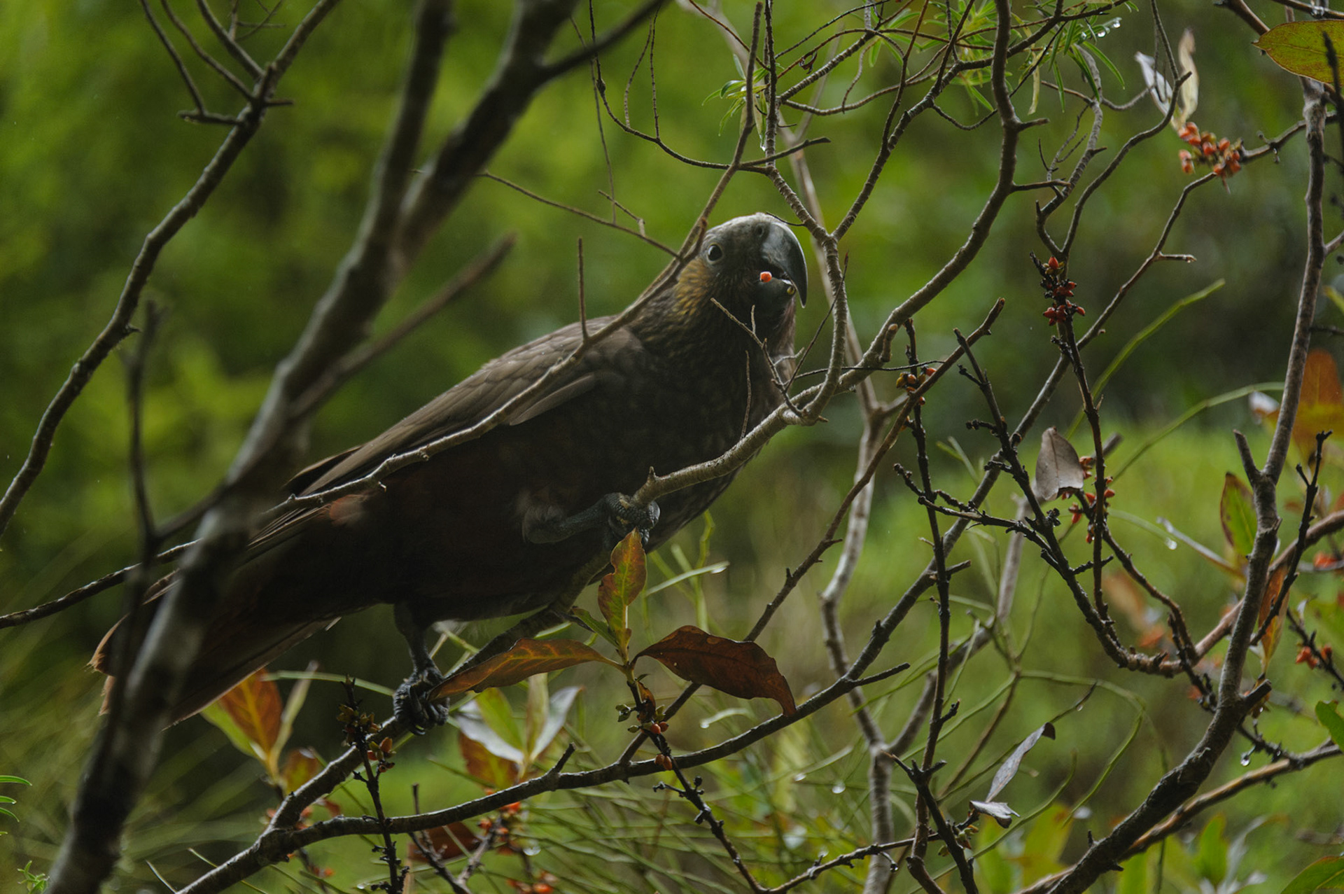 Kākā (Kaka)