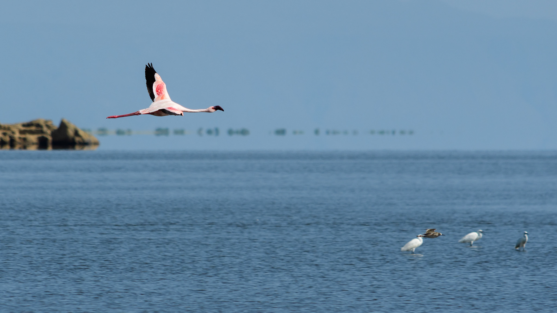 Greater flamingo, little egret
