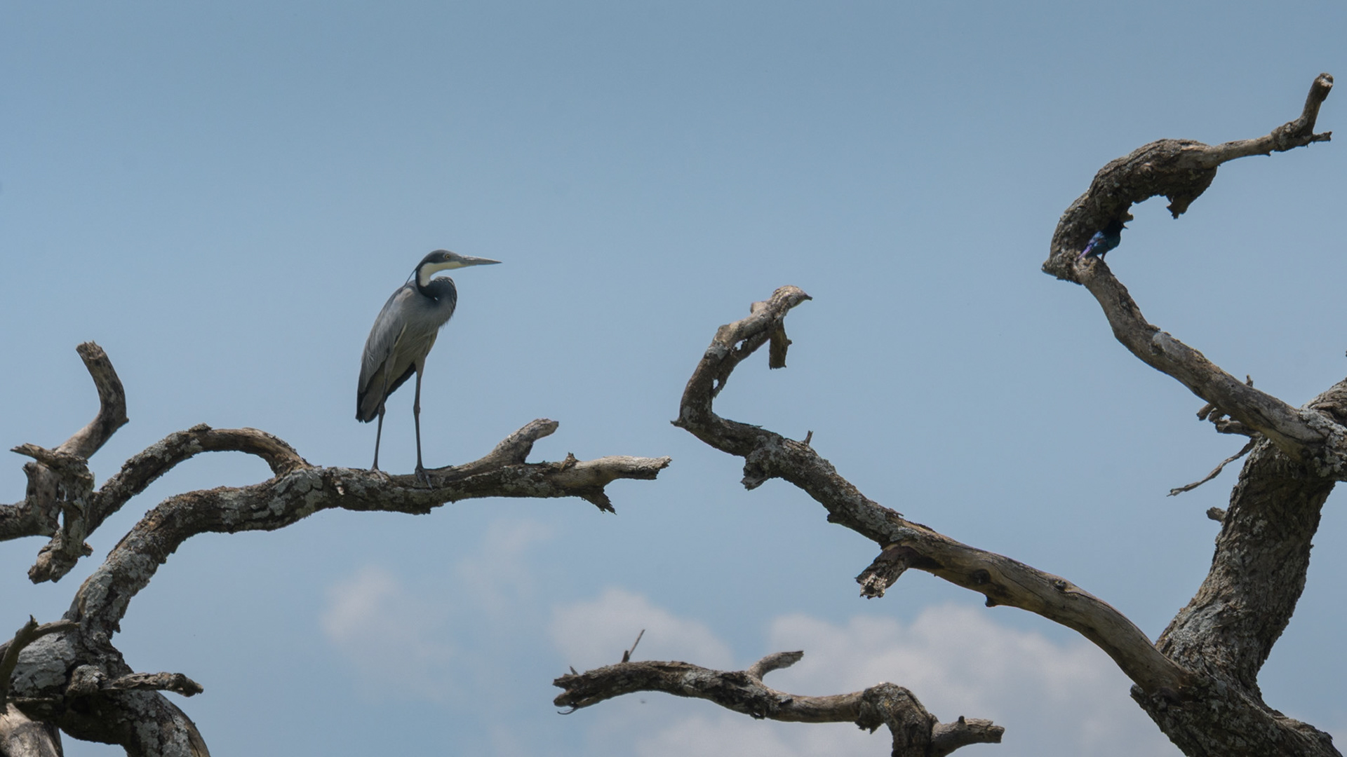 Black-headed Heron, Starling