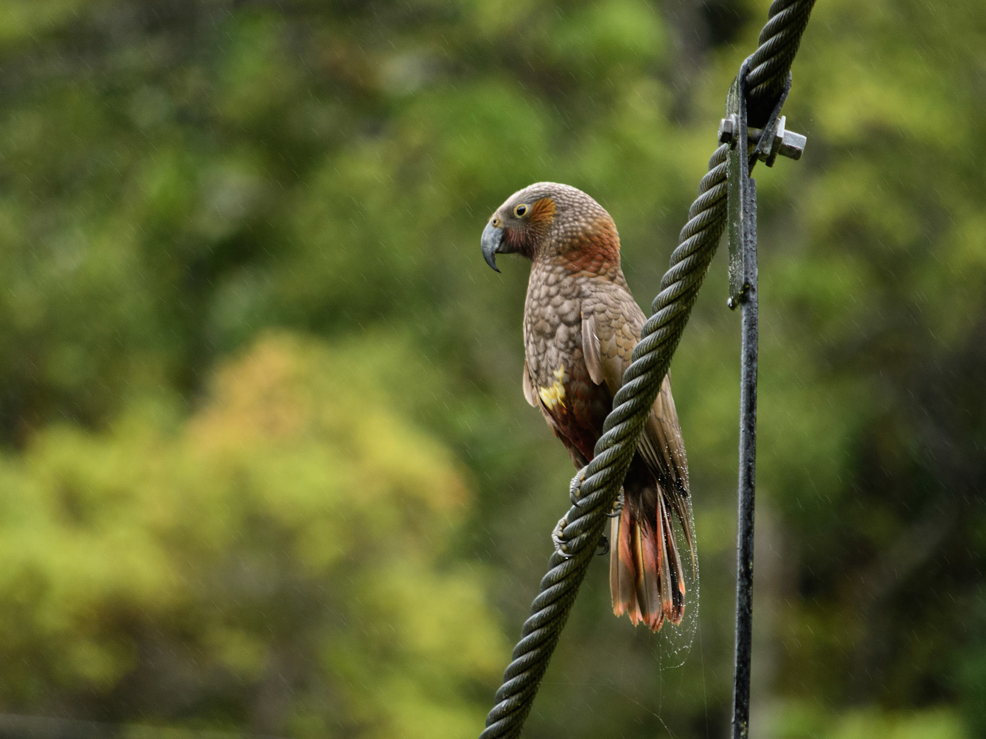 Kākā (Kaka)