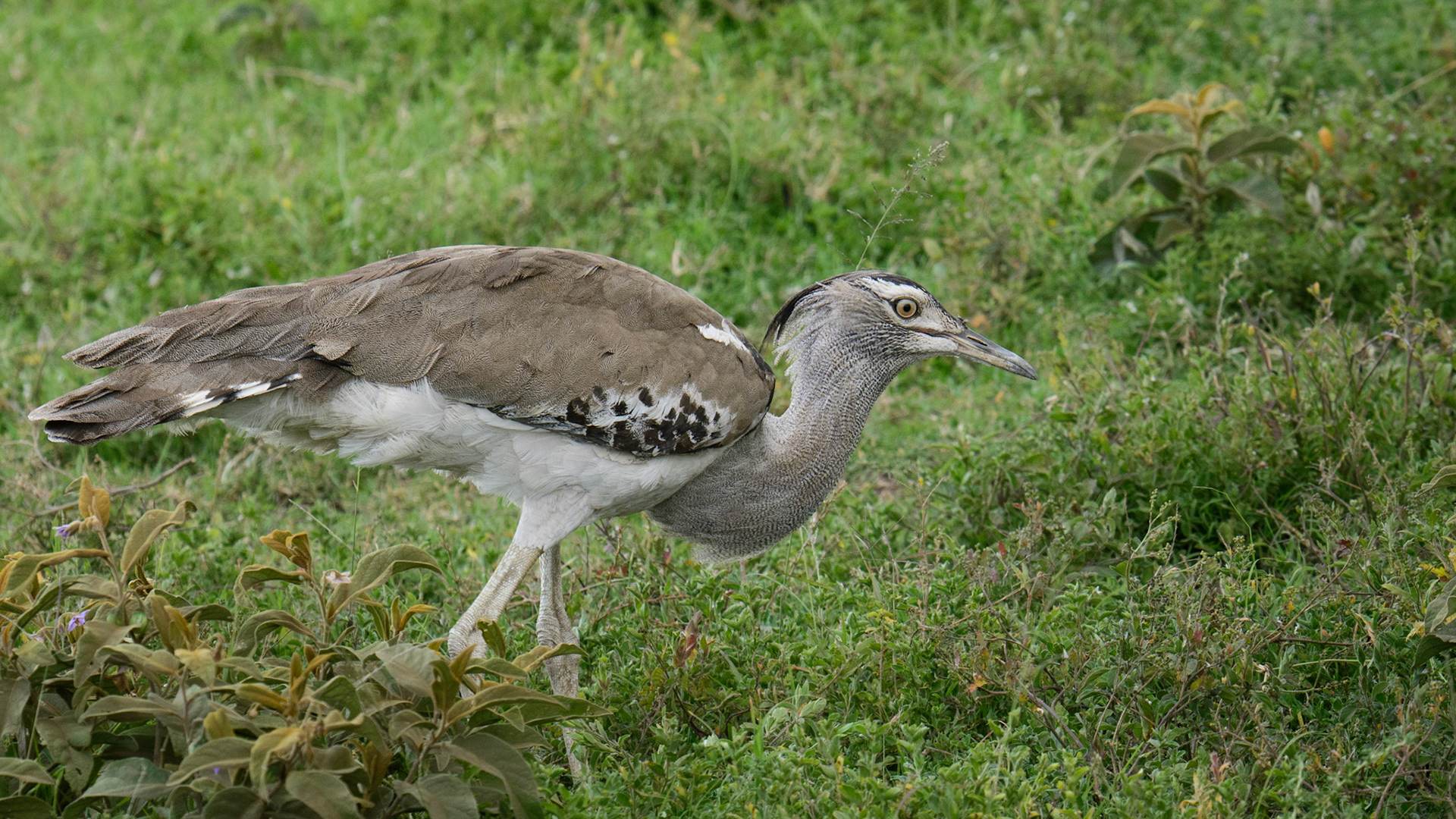 Kori Bustard