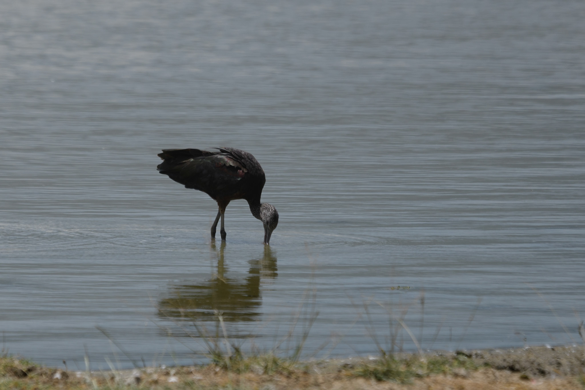 Black Heron