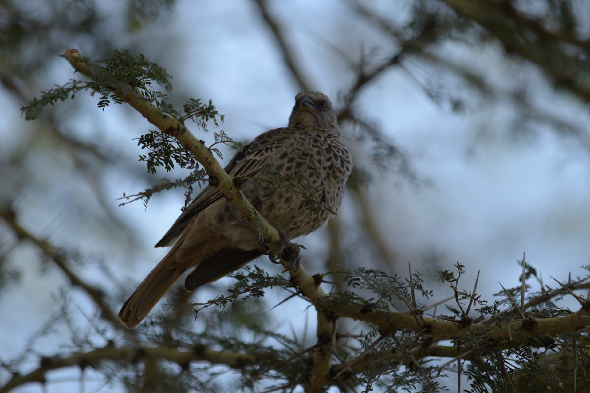 Rufous-tailed Weaver