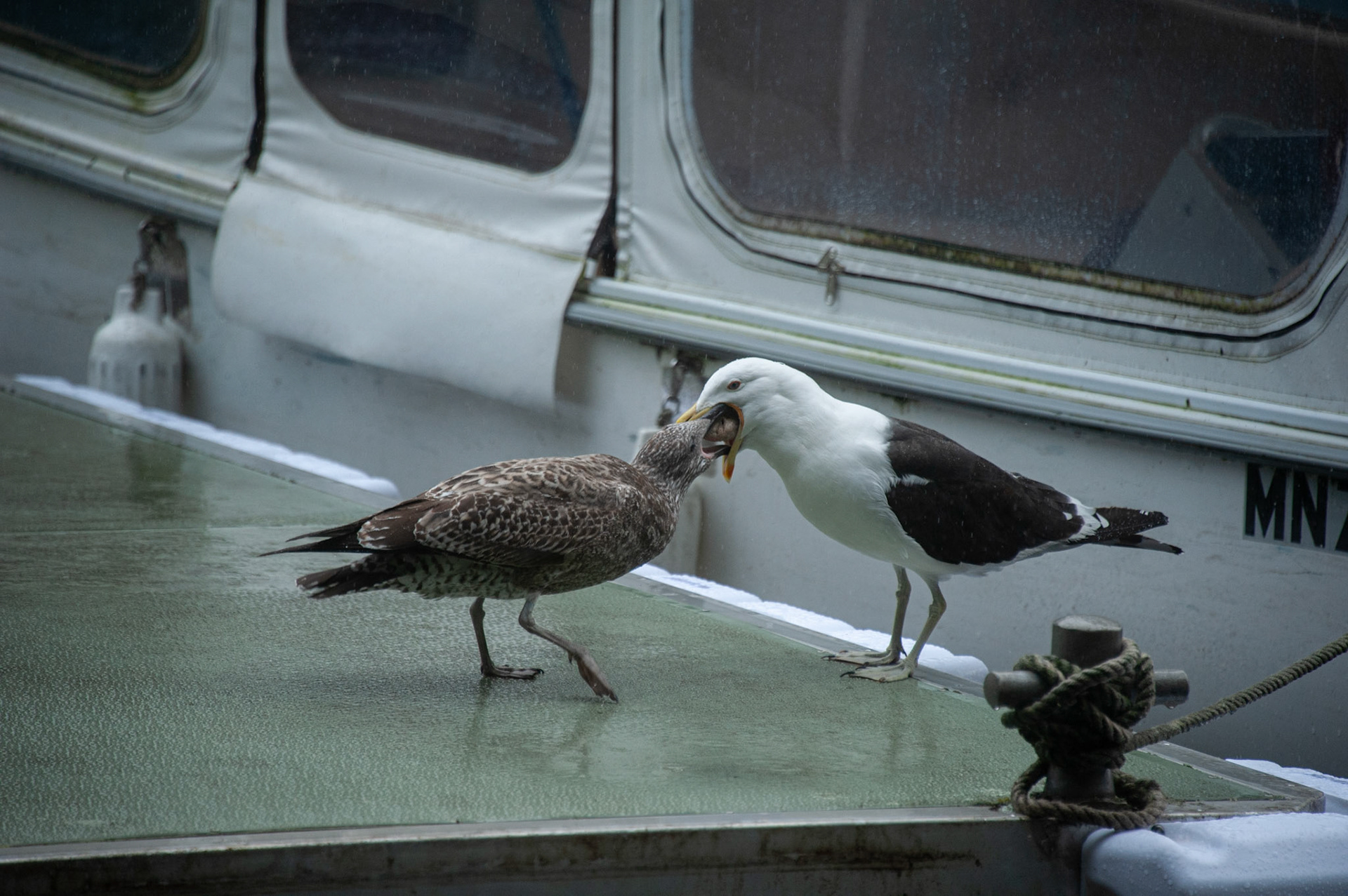 Southern Black-backed Gull (Karoro)