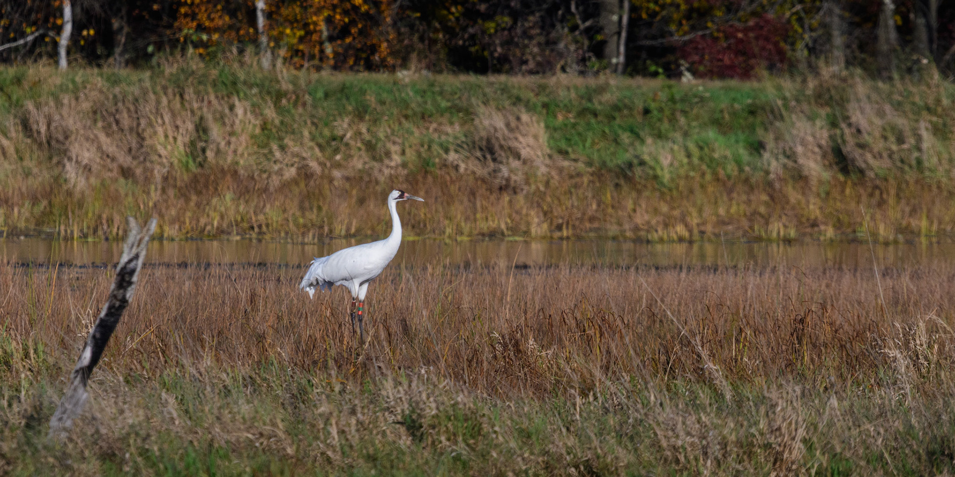 Whooping Crane