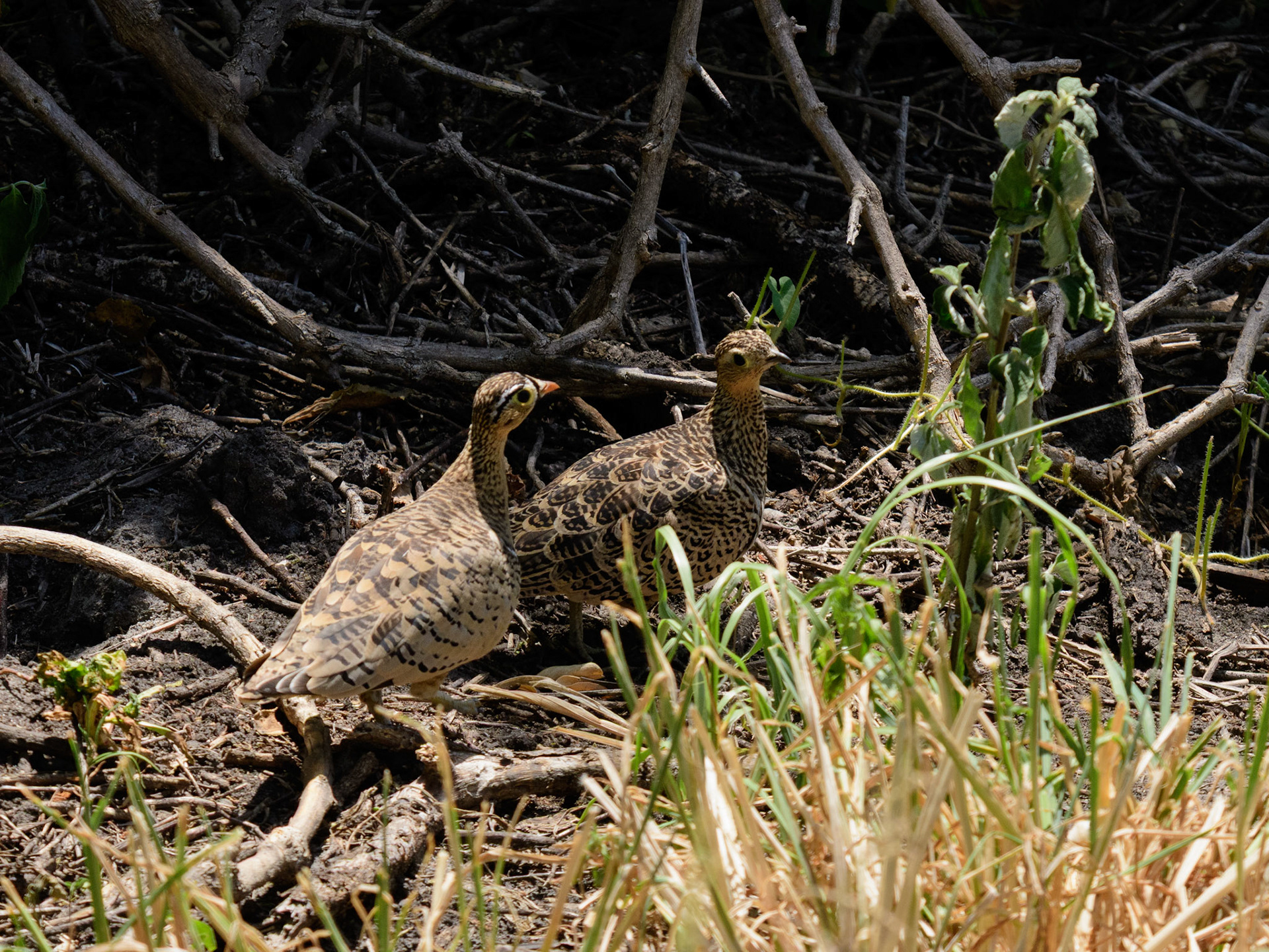 Black-faced Sandgrouse