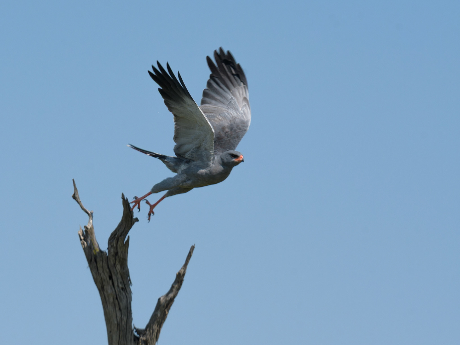 Dark Chanting-Goshawk