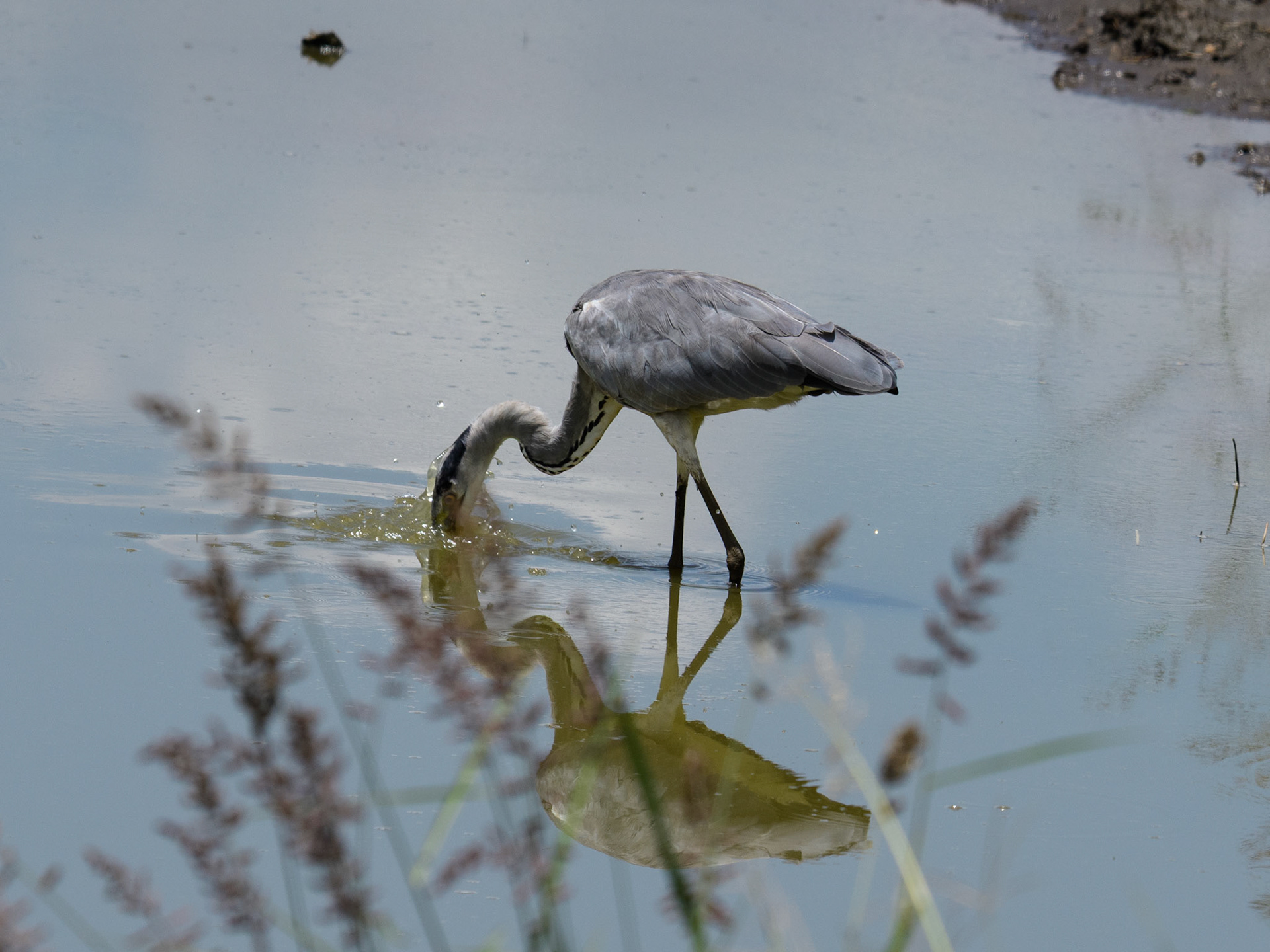 Grey Heron