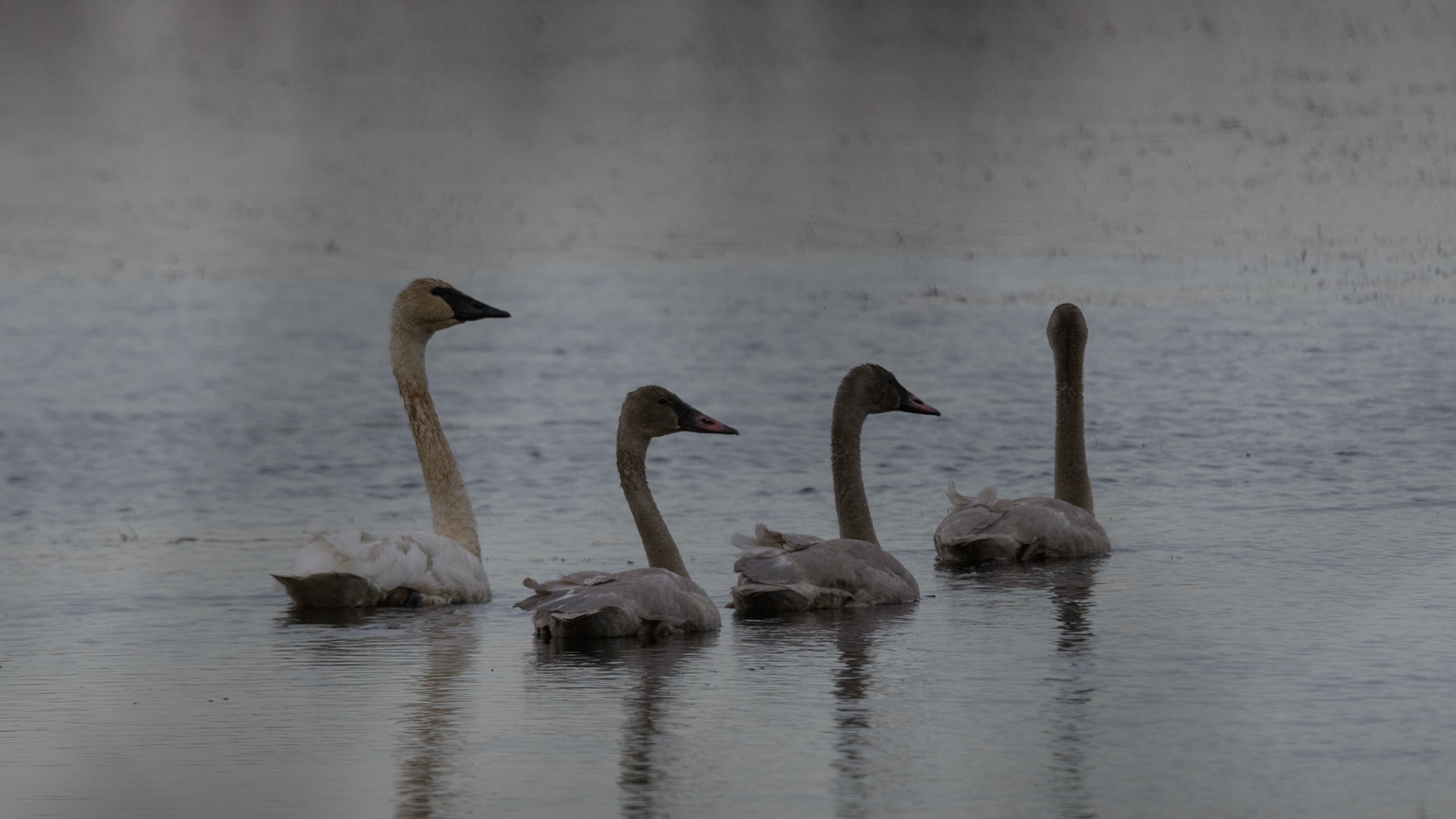 Trumpeter swan