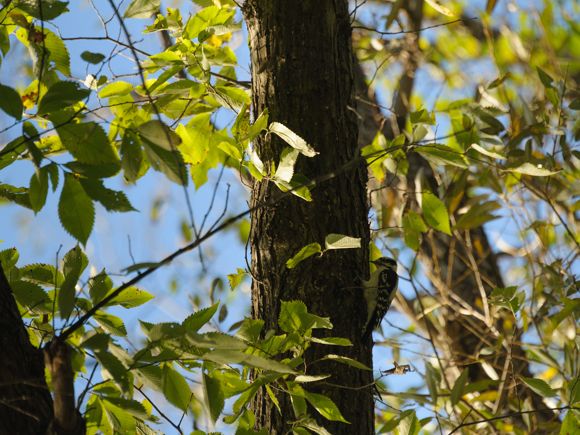 Downy Woodpecker