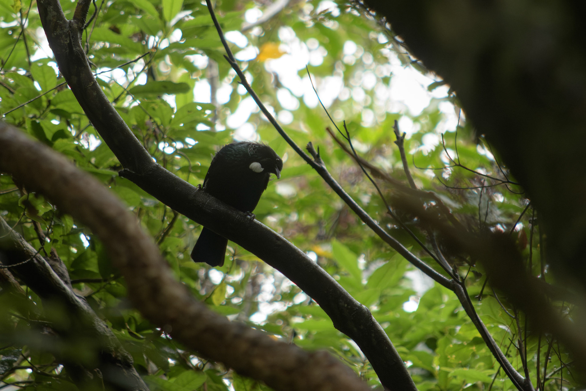 Tūī (Tui)