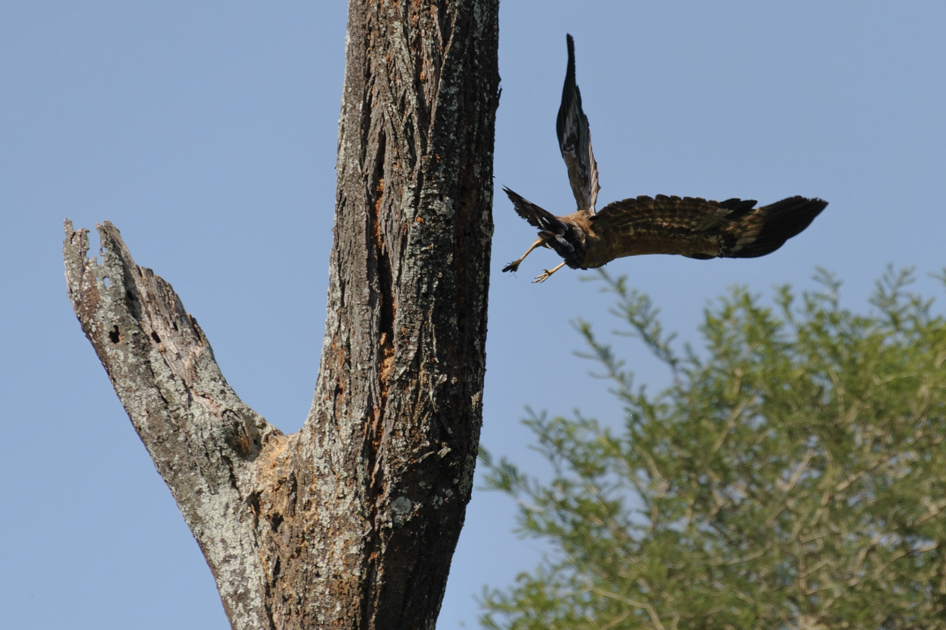African Harrier-Hawk