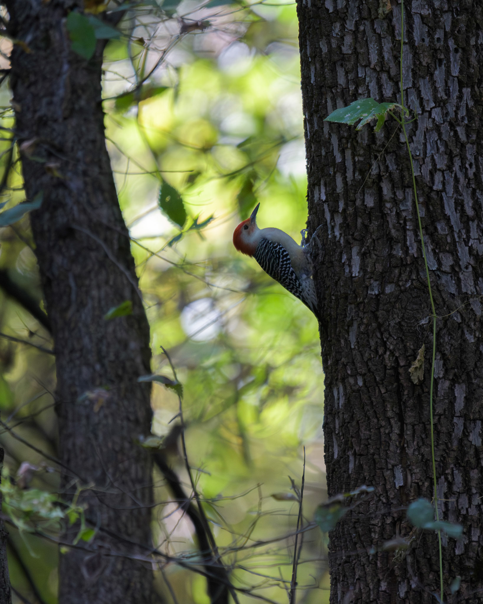 Red-bellied Woodpecker