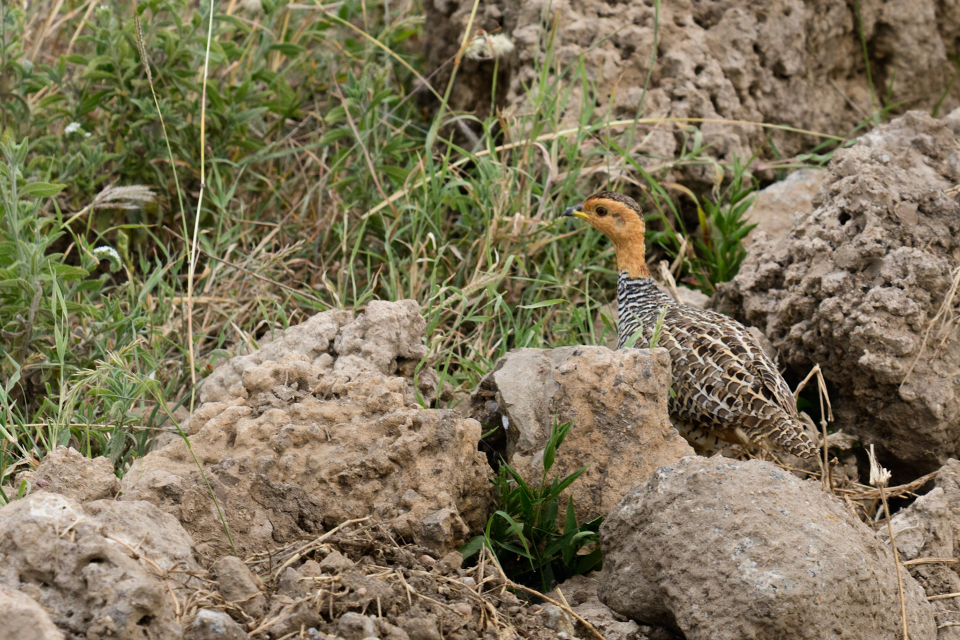 Coqui Francolin