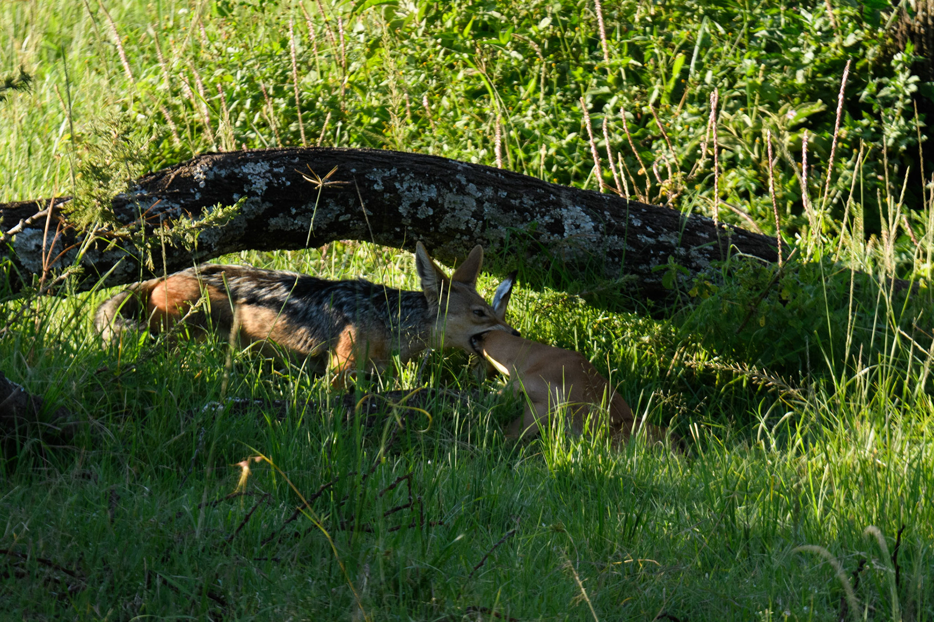 Black-Backed Jackal, Thomson’s Gazelle