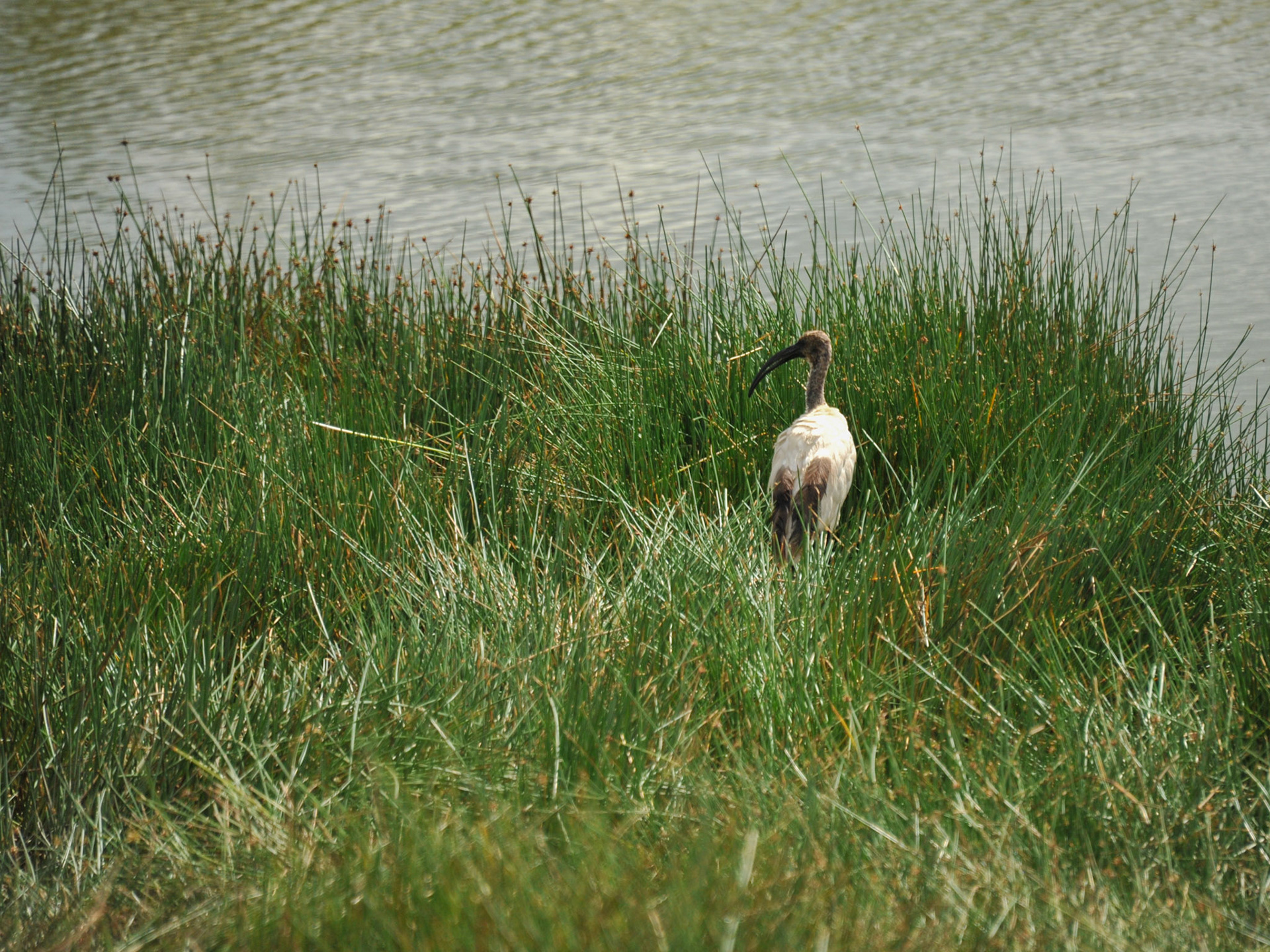 African sacred ibis