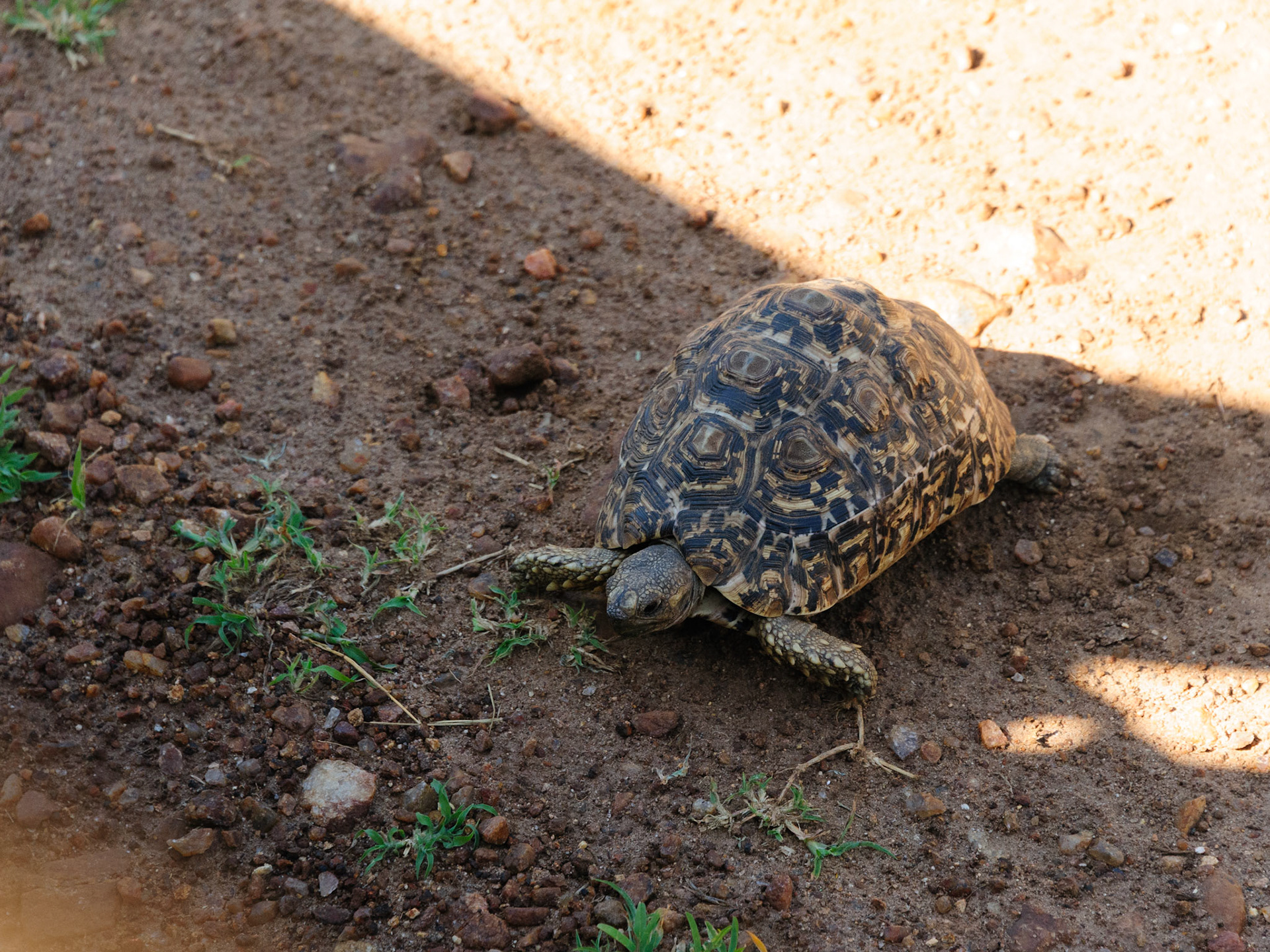 Leopard Tortoise