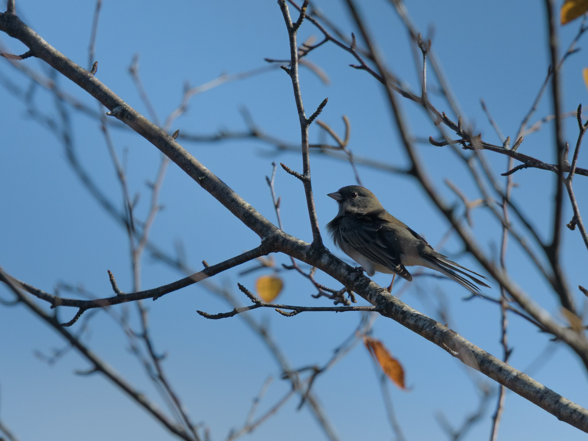Dark-eyed junco
