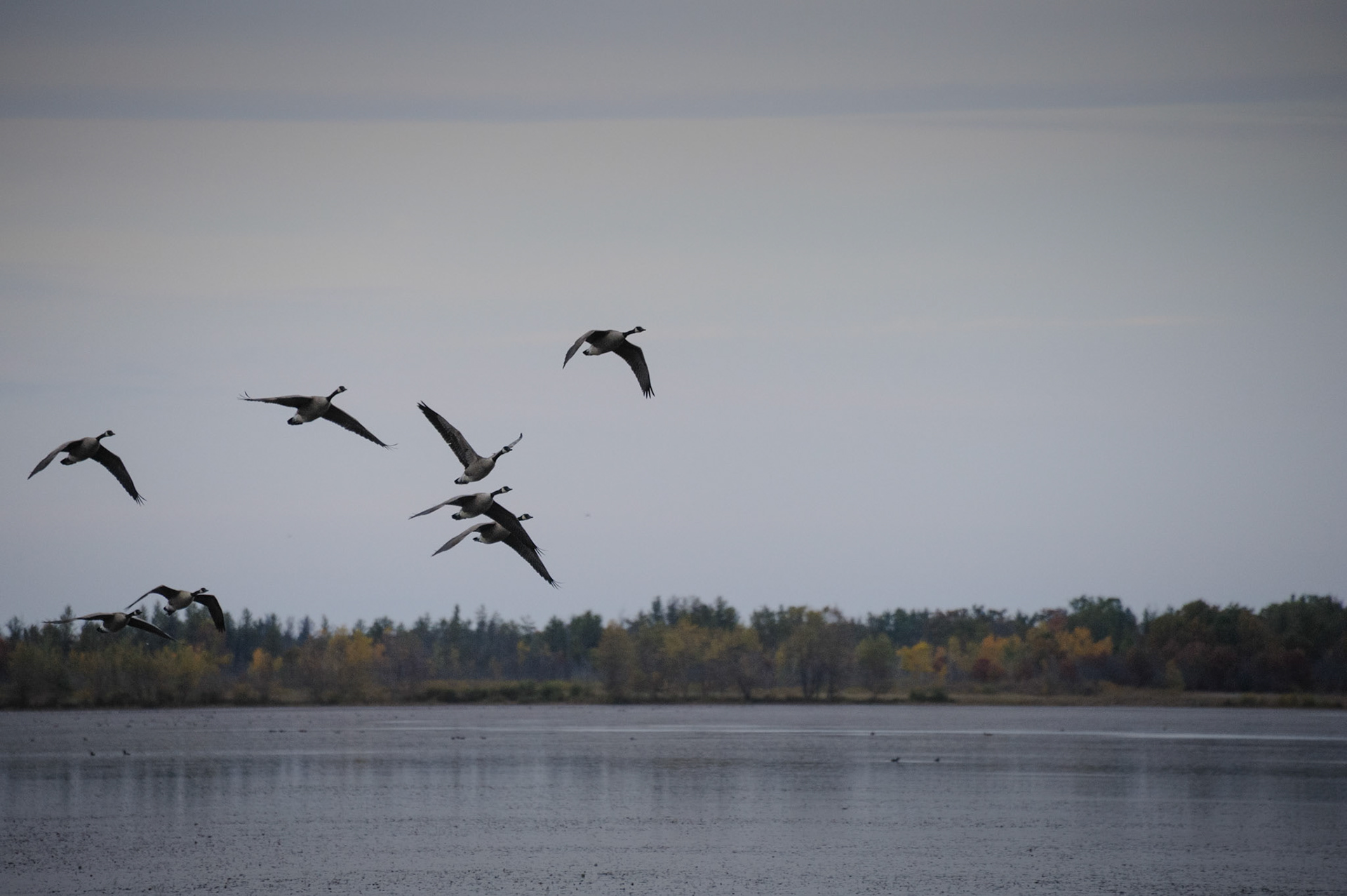 Sandhill crane