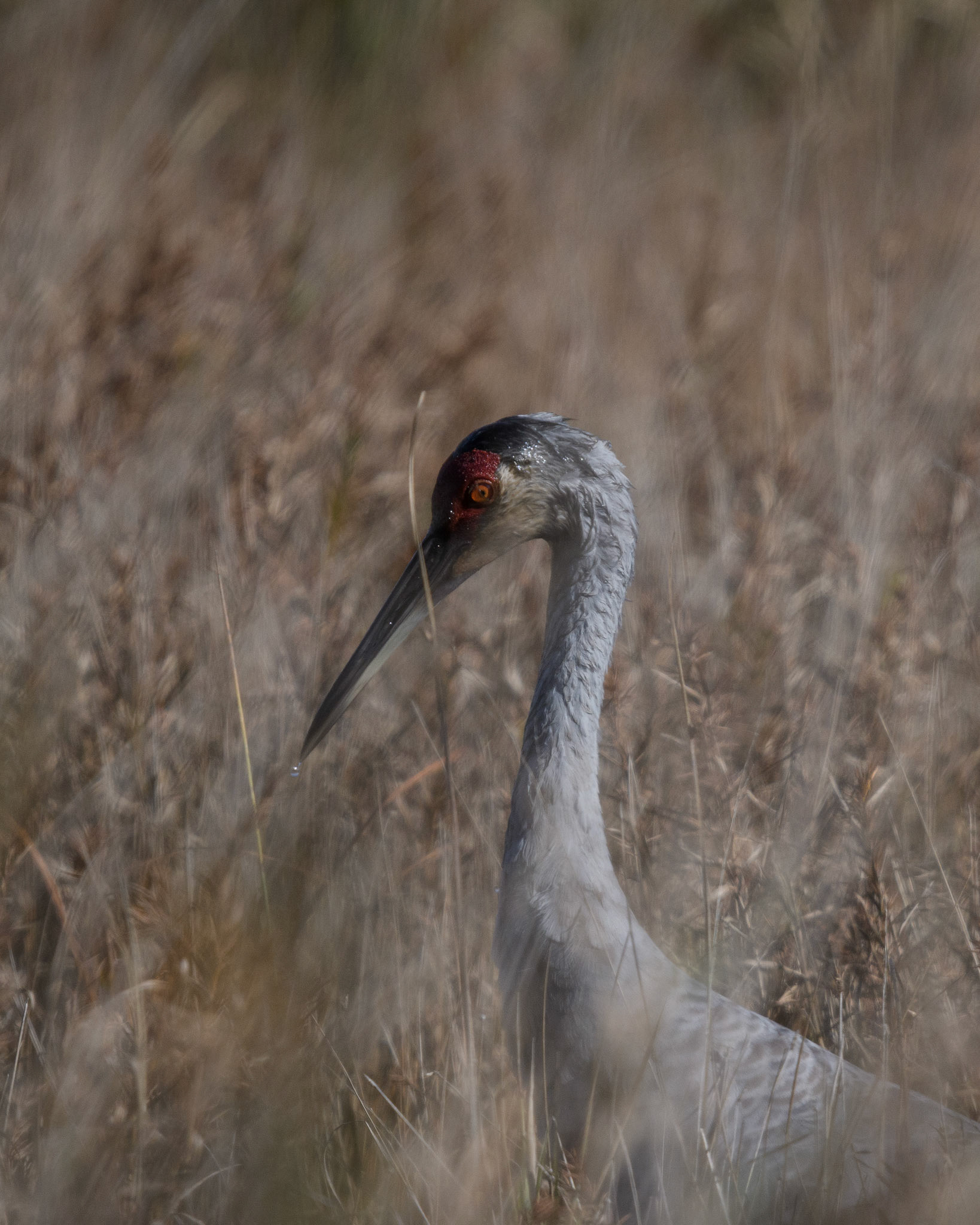Sandhill crane