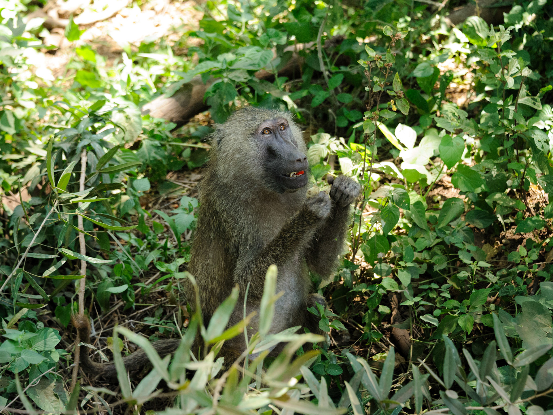 Olive Baboon