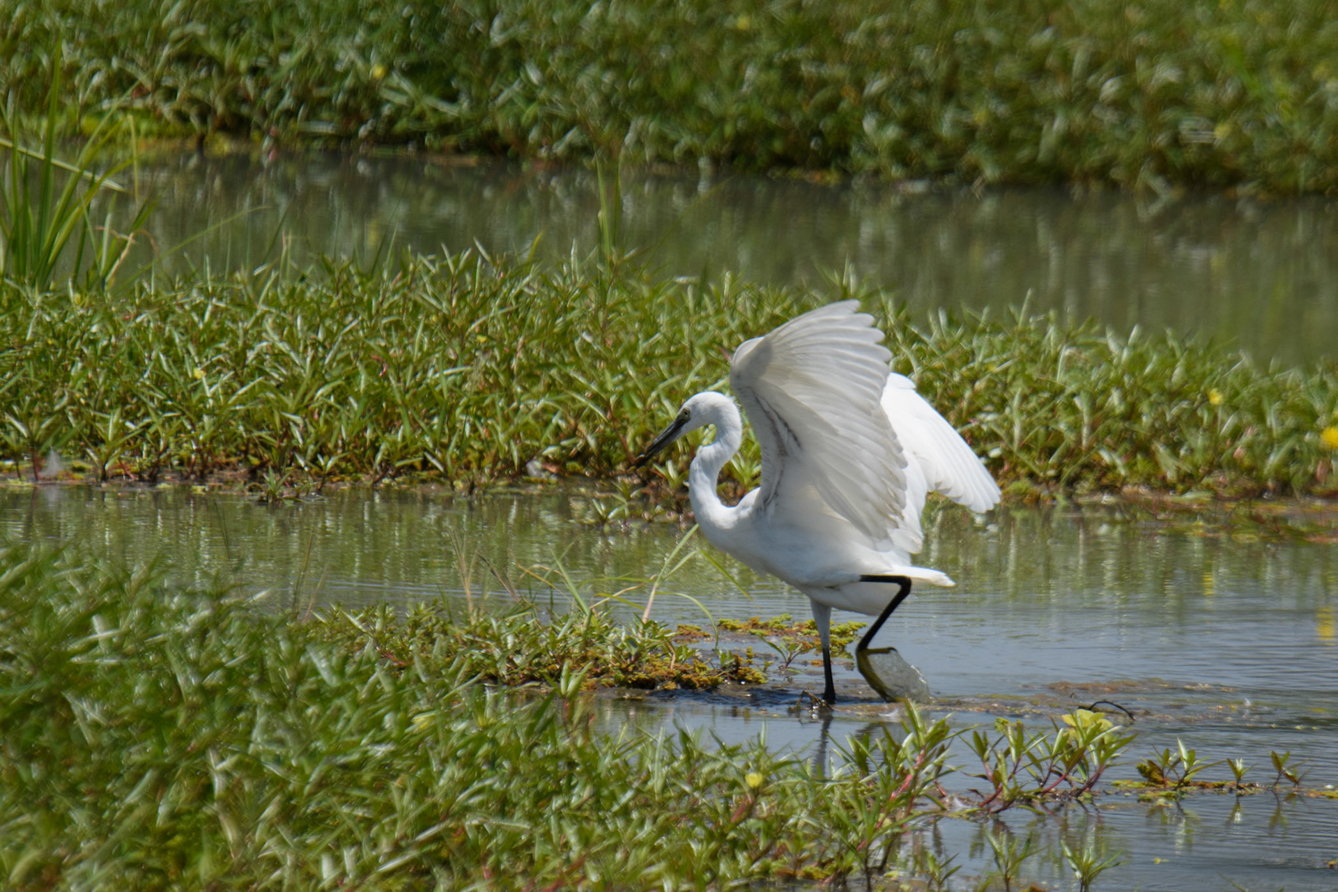 Little Egret