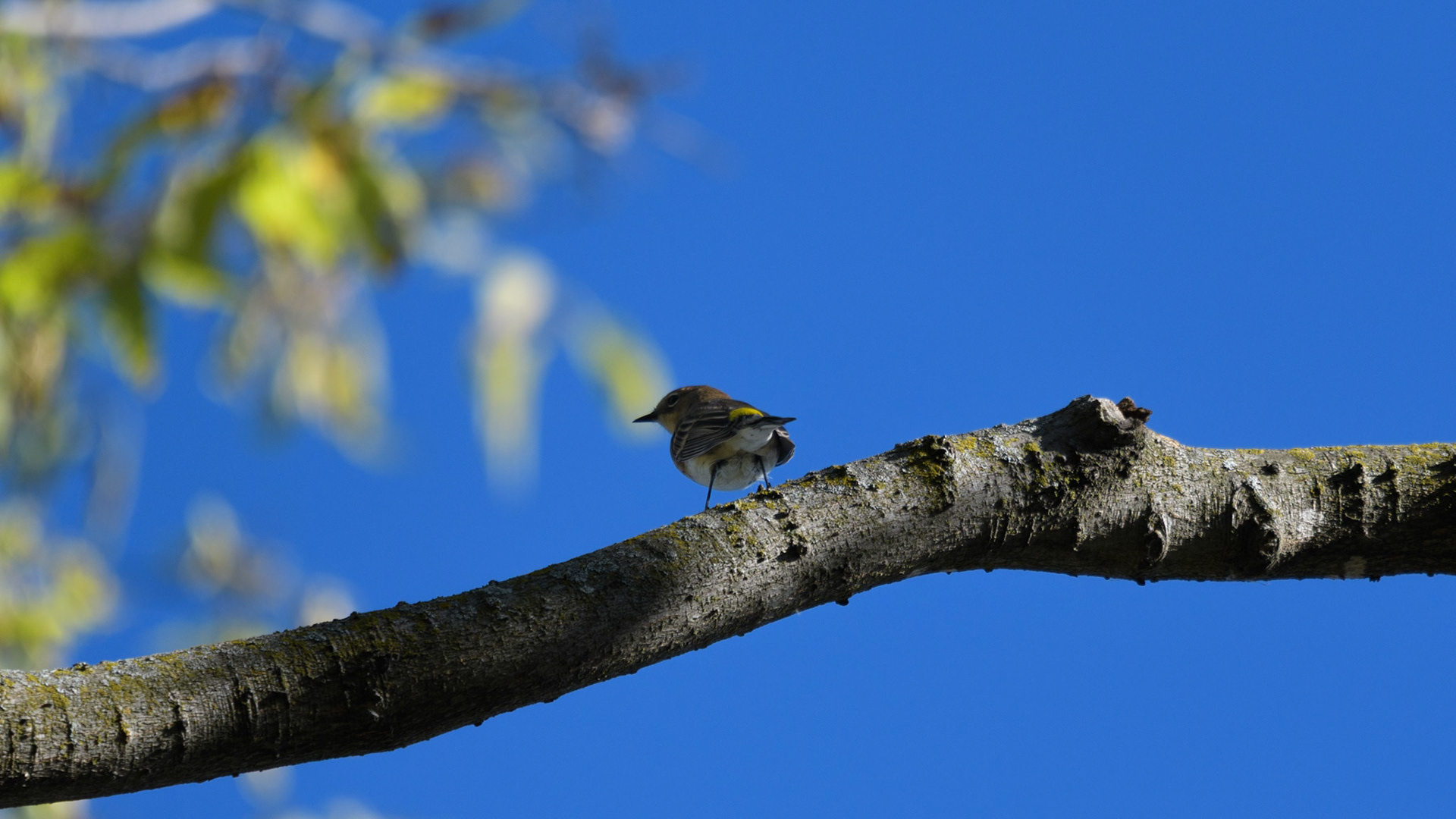 Yellow-rumped Warbler