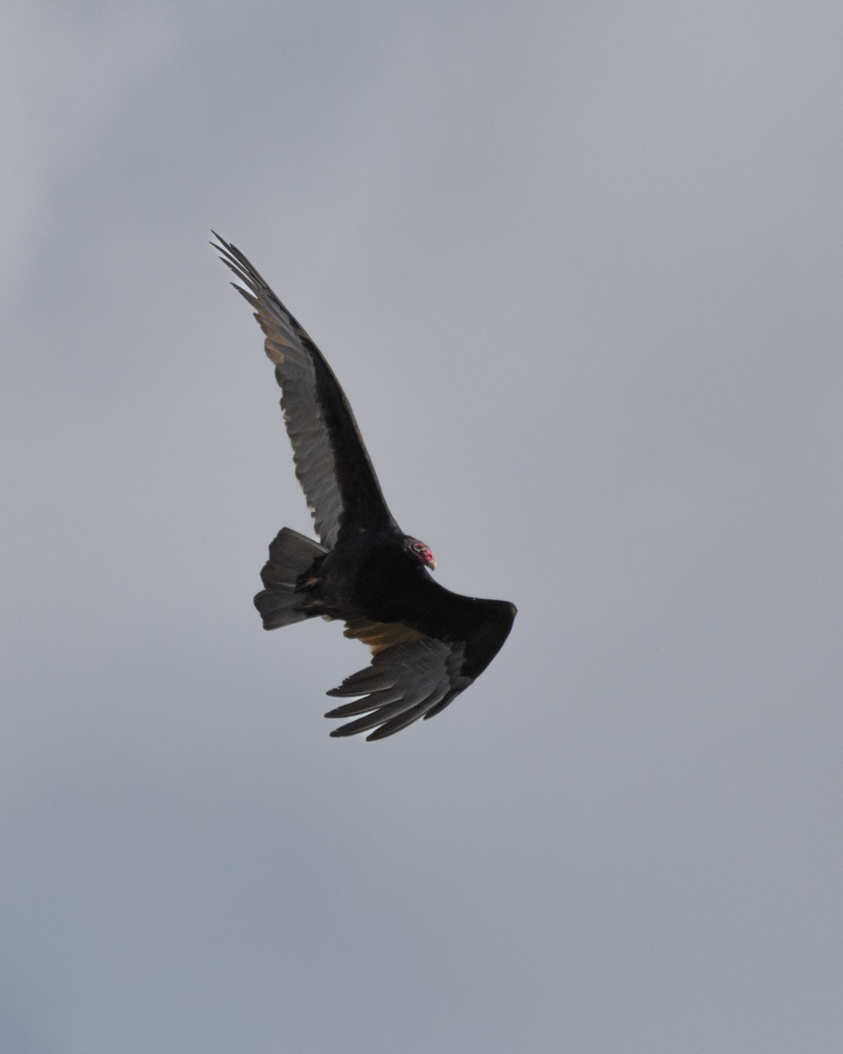 Turkey vulture