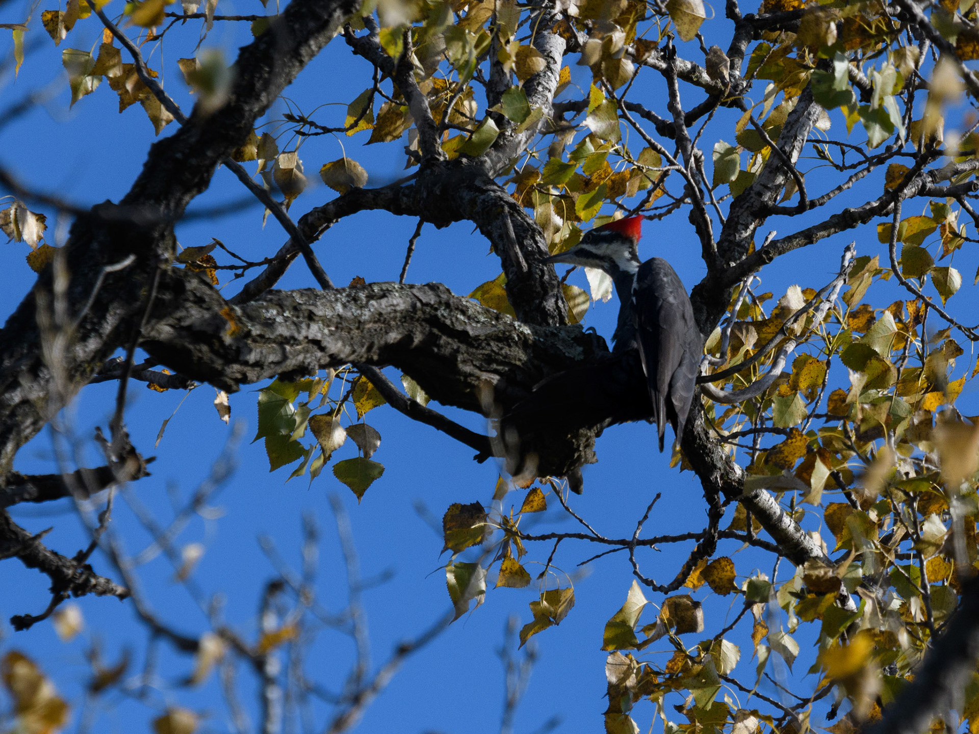 Pileated woodpecker