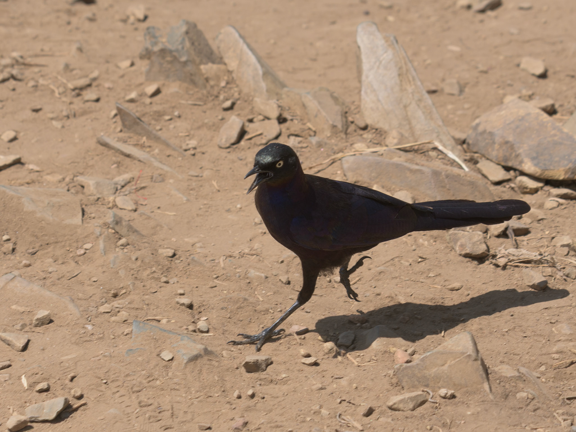 Ruppell’s Starling