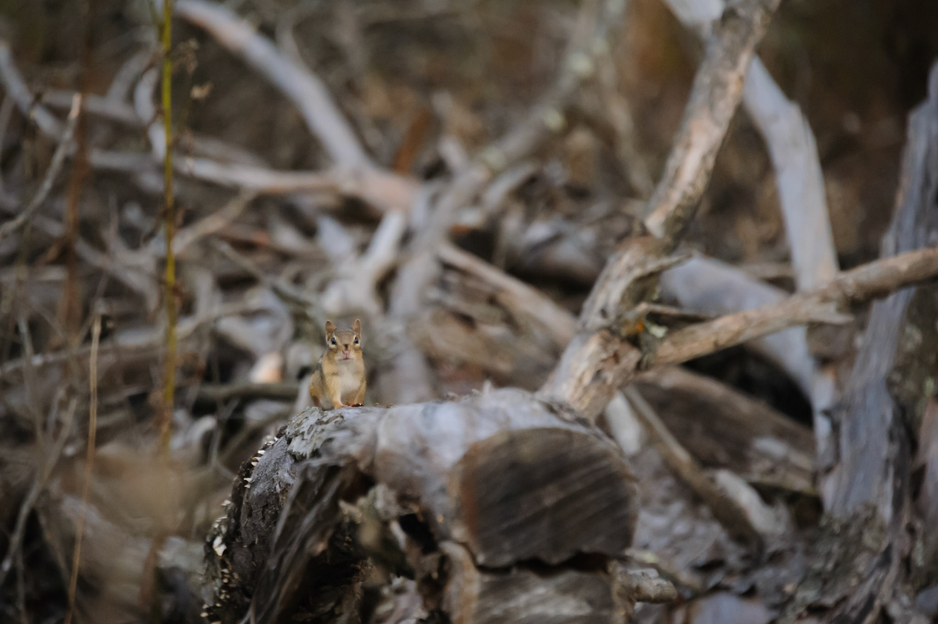 Eastern Chipmunk