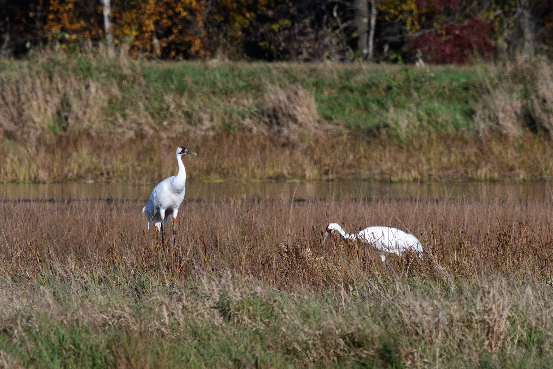 Whooping Crane