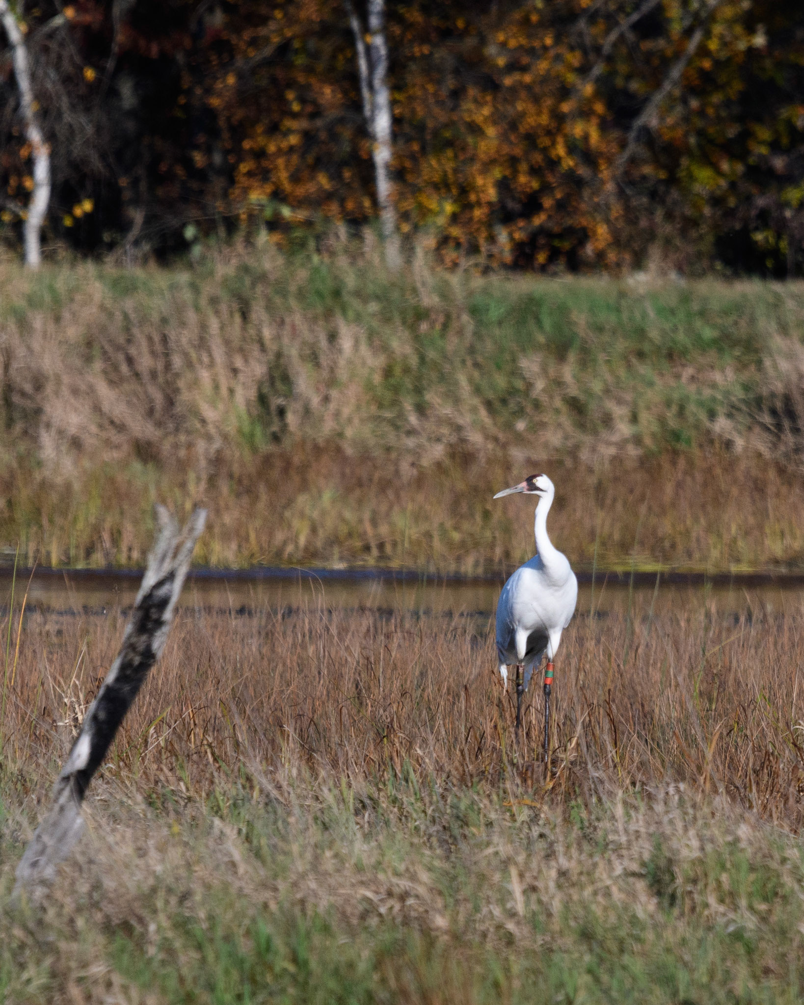 Whooping Crane