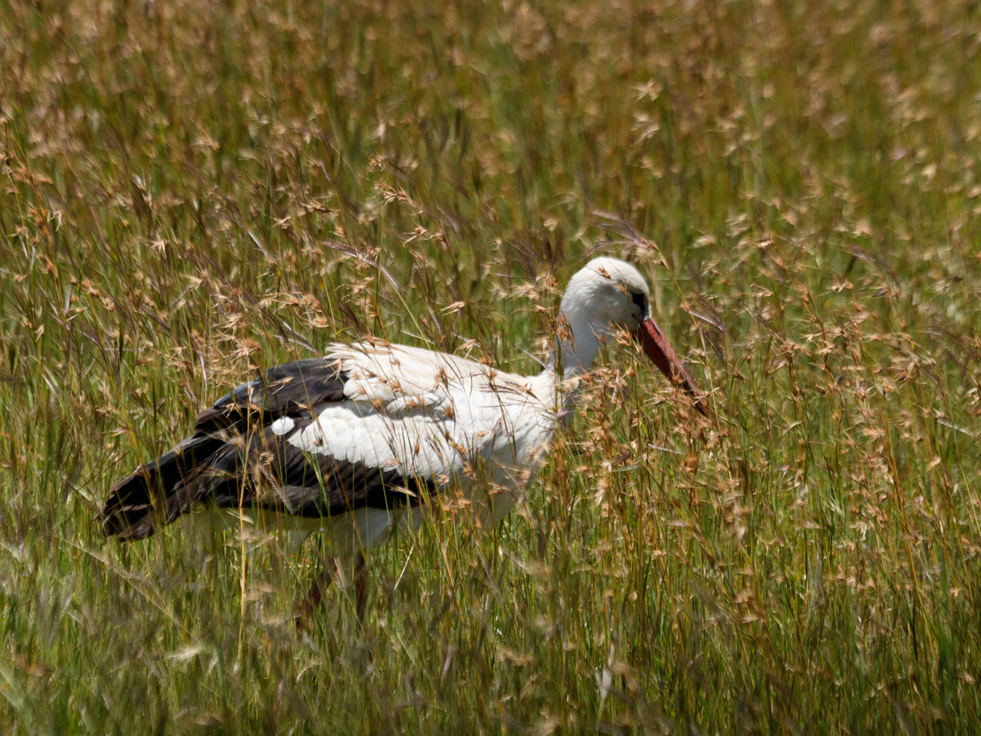White Stork