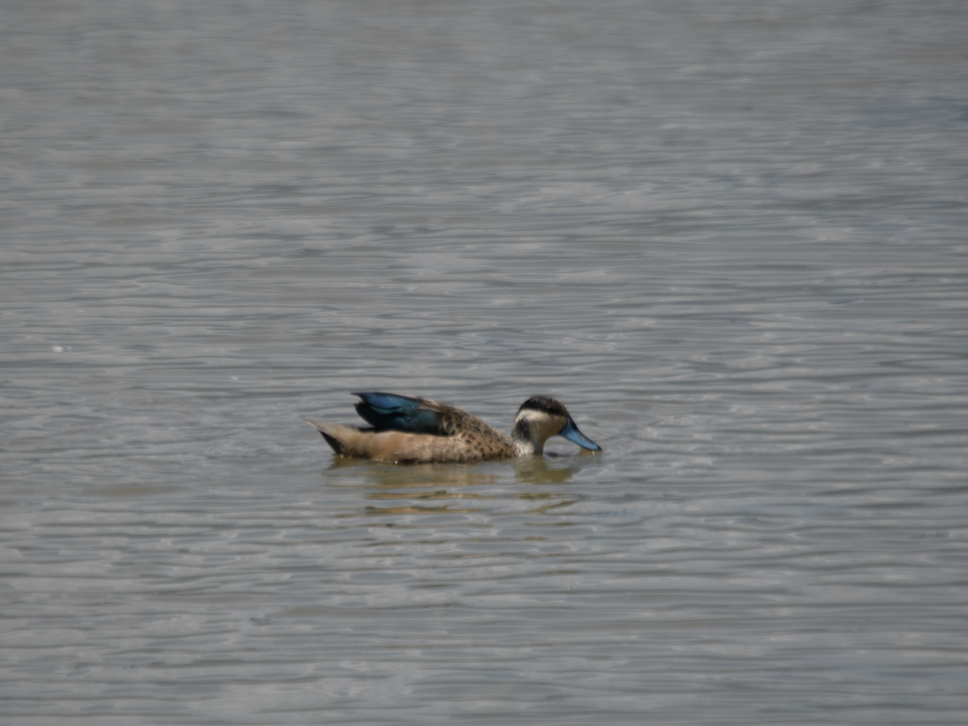 Blue-billed Teal