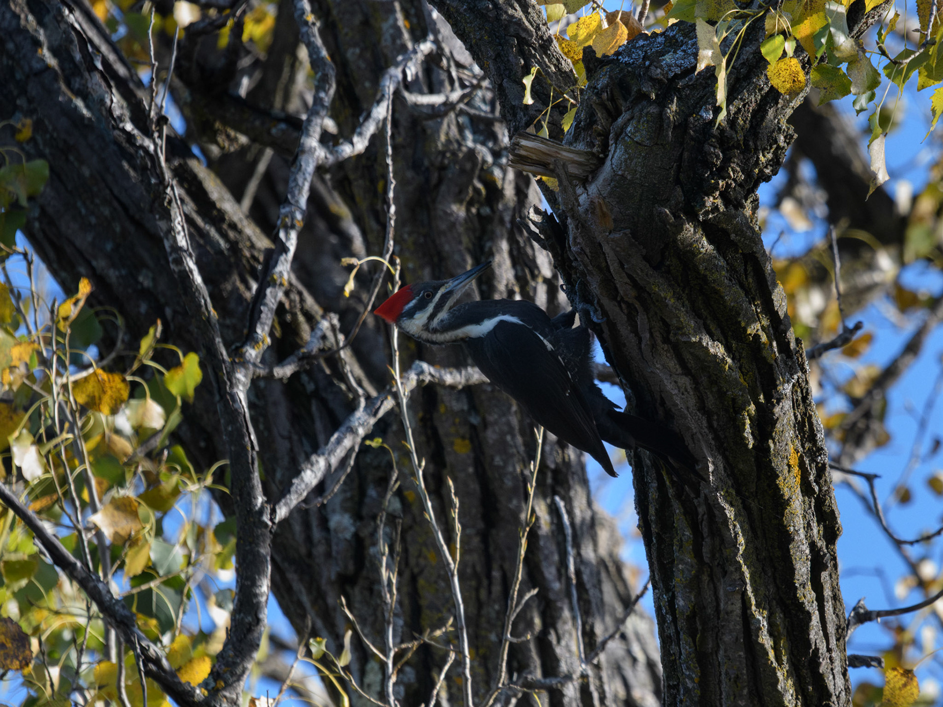 Pileated woodpecker