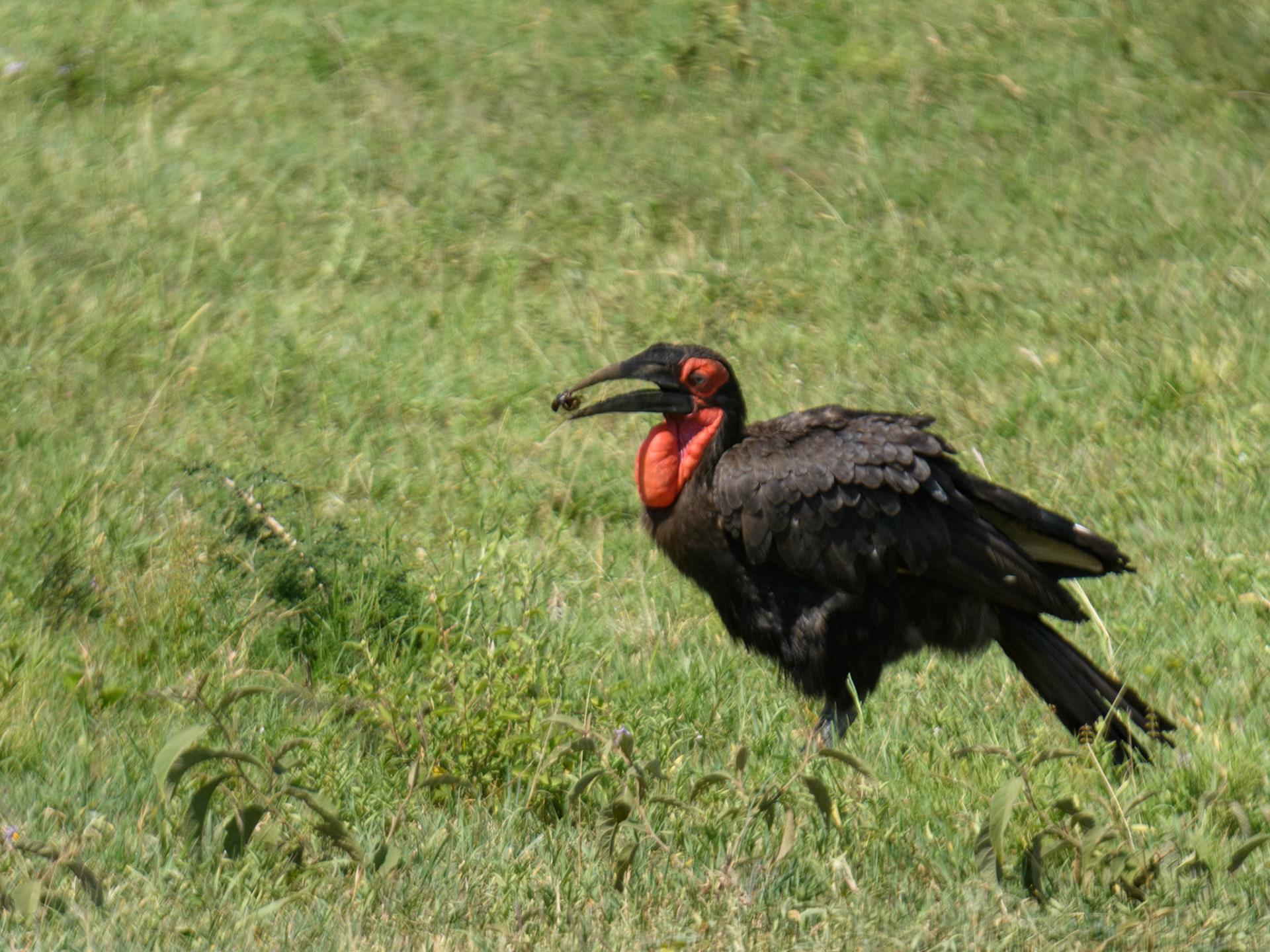 Southern Ground-Hornbill