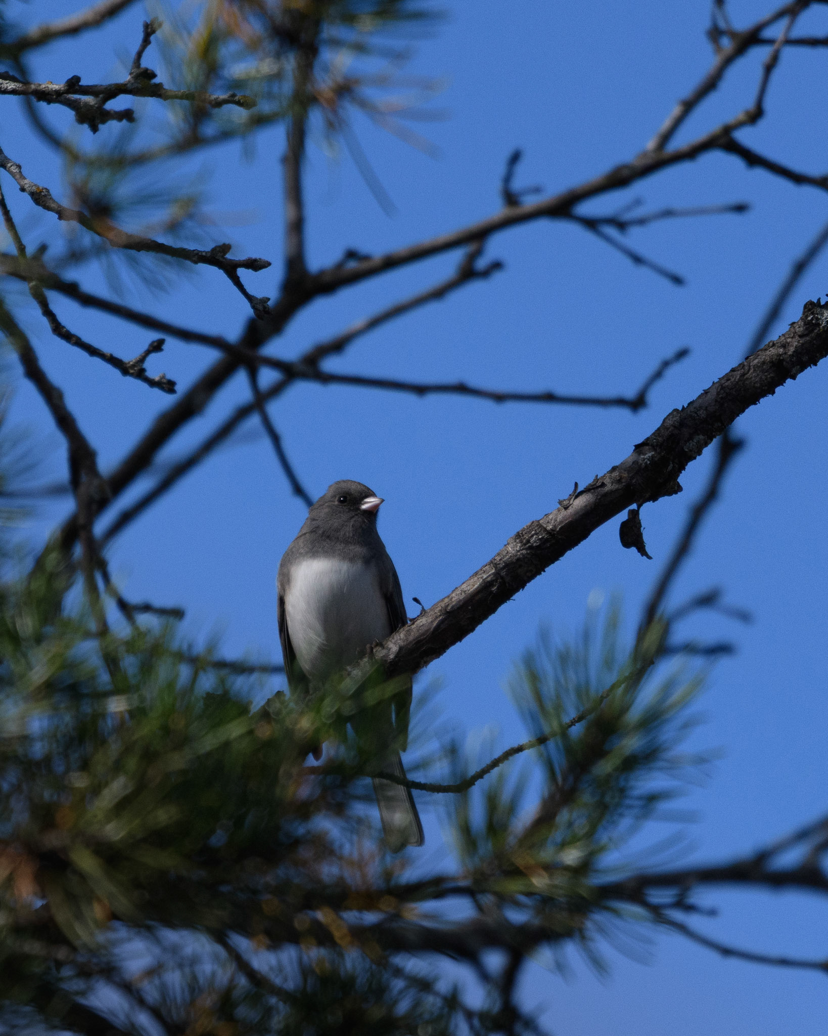 Dark-eyed junco