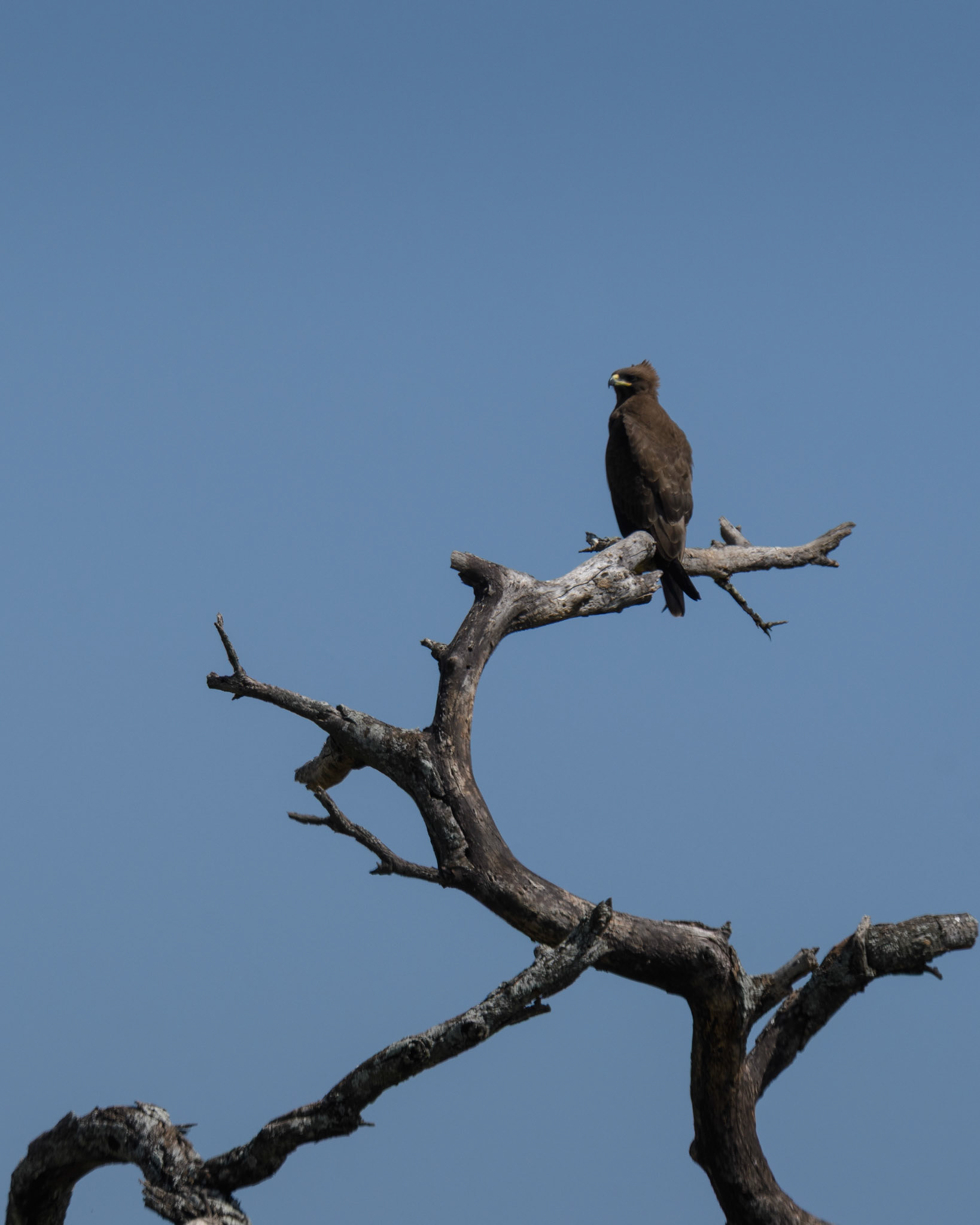 Brown Snake-Eagle