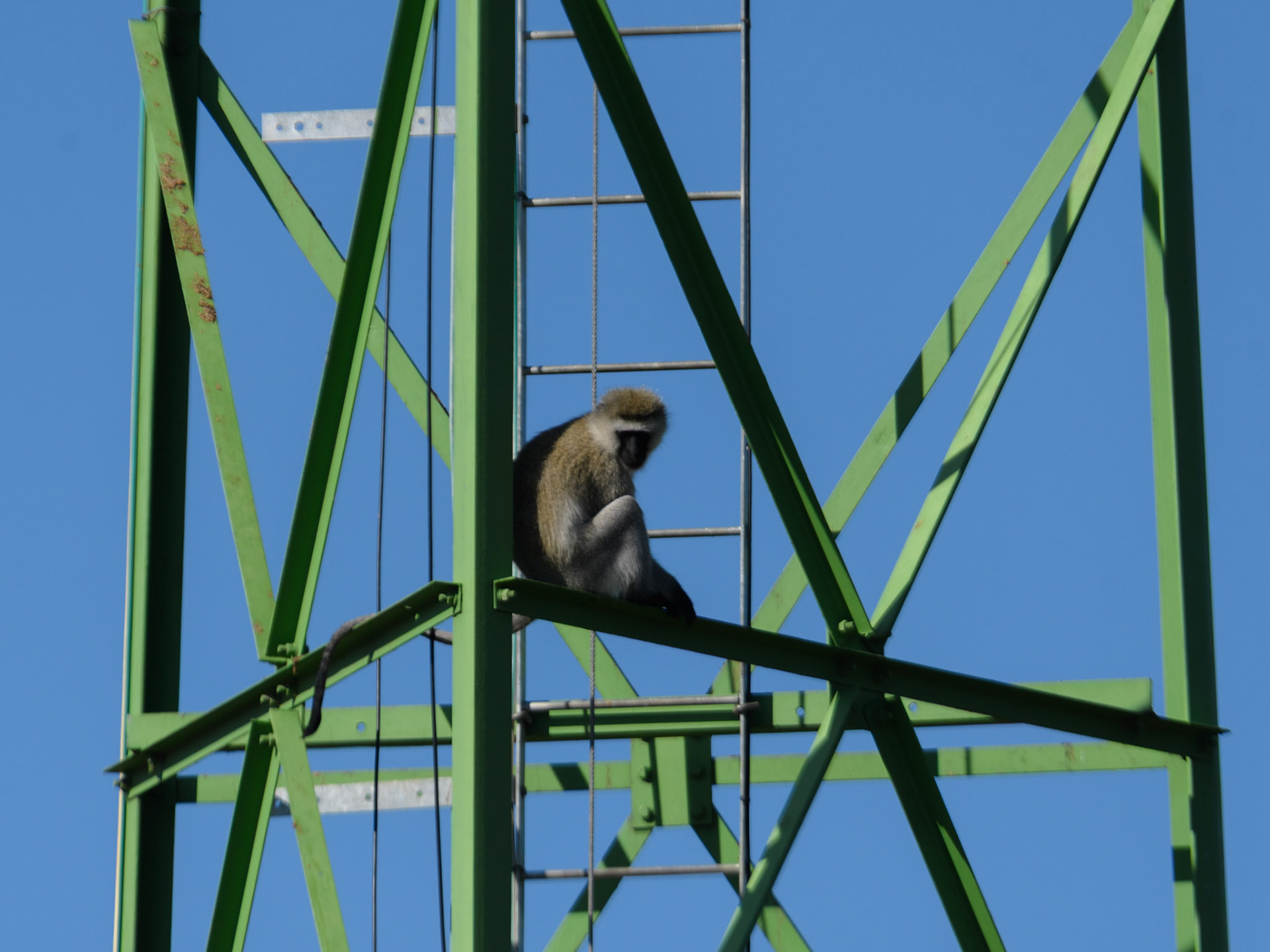 Vervet Monkey