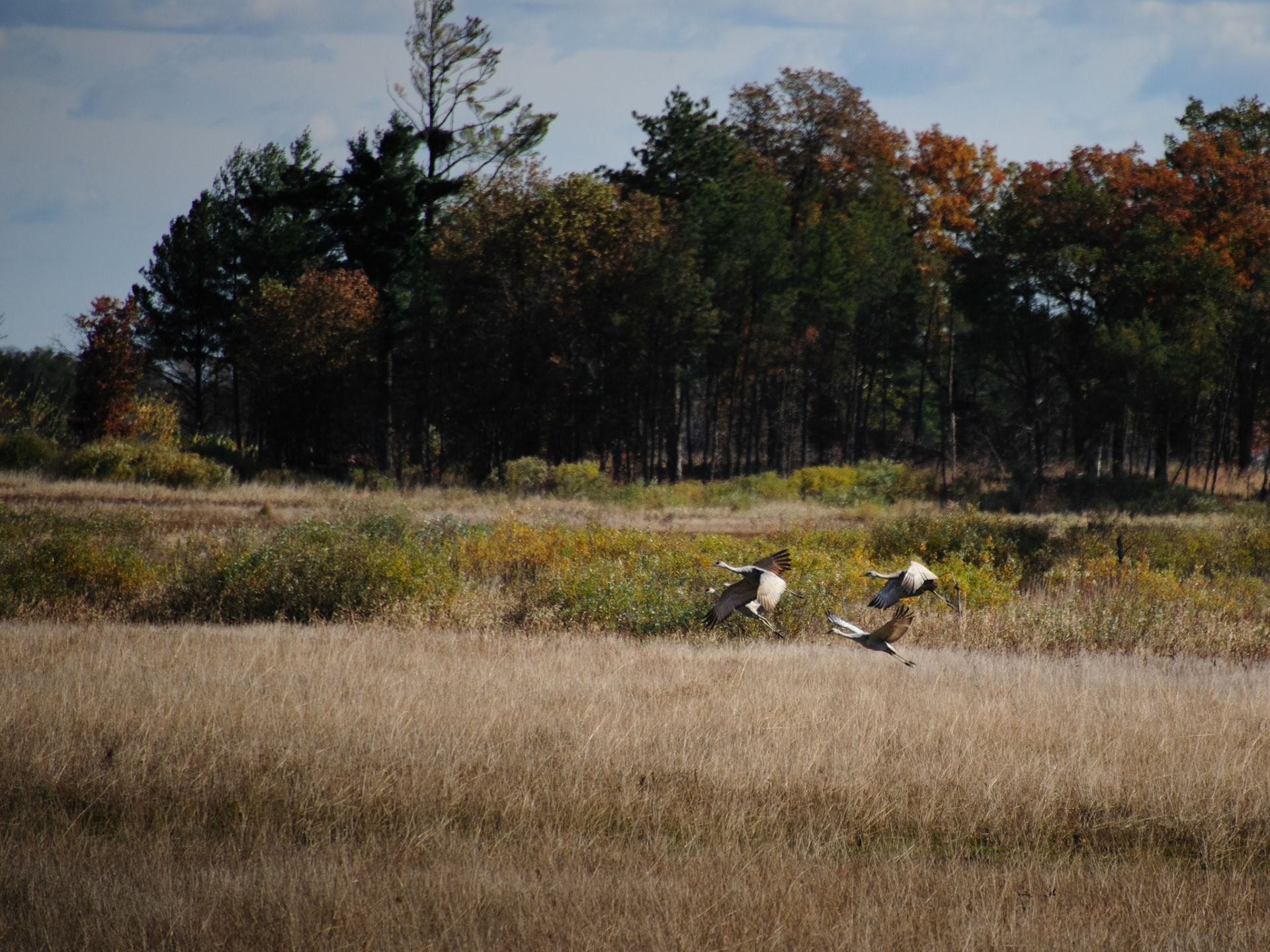 Sandhill crane