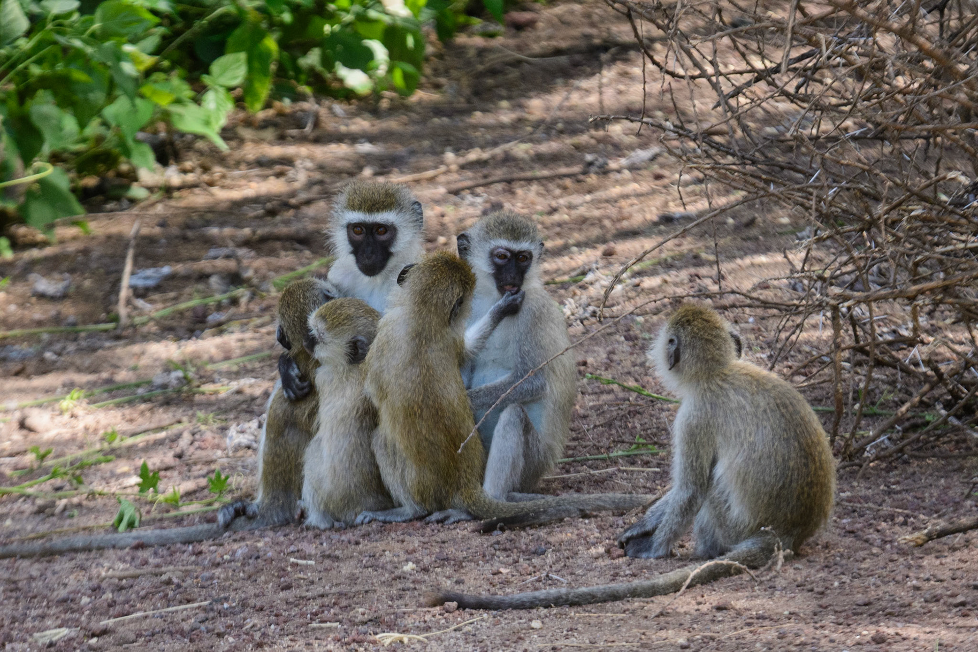 Vervet Monkey