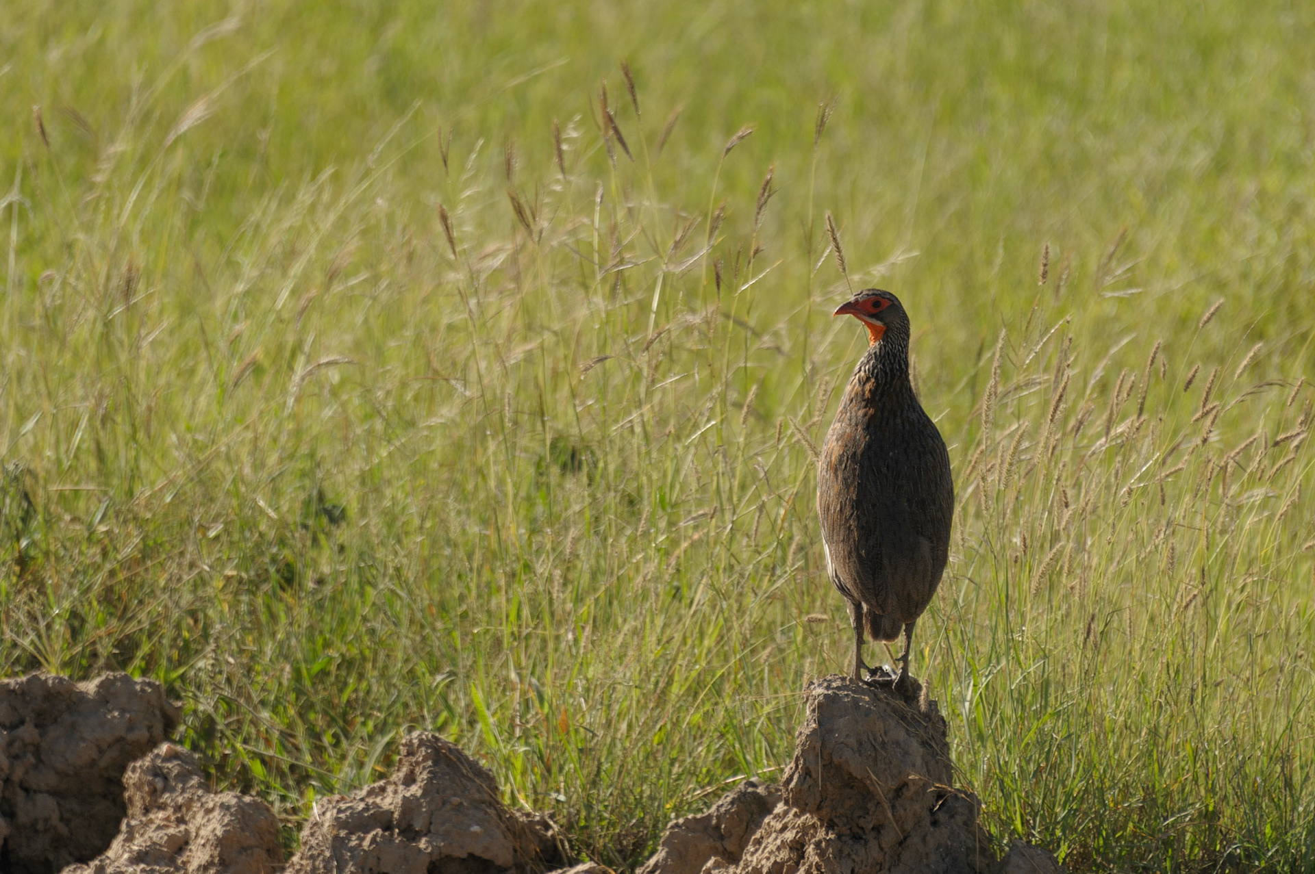Red-Necked Spurfowl