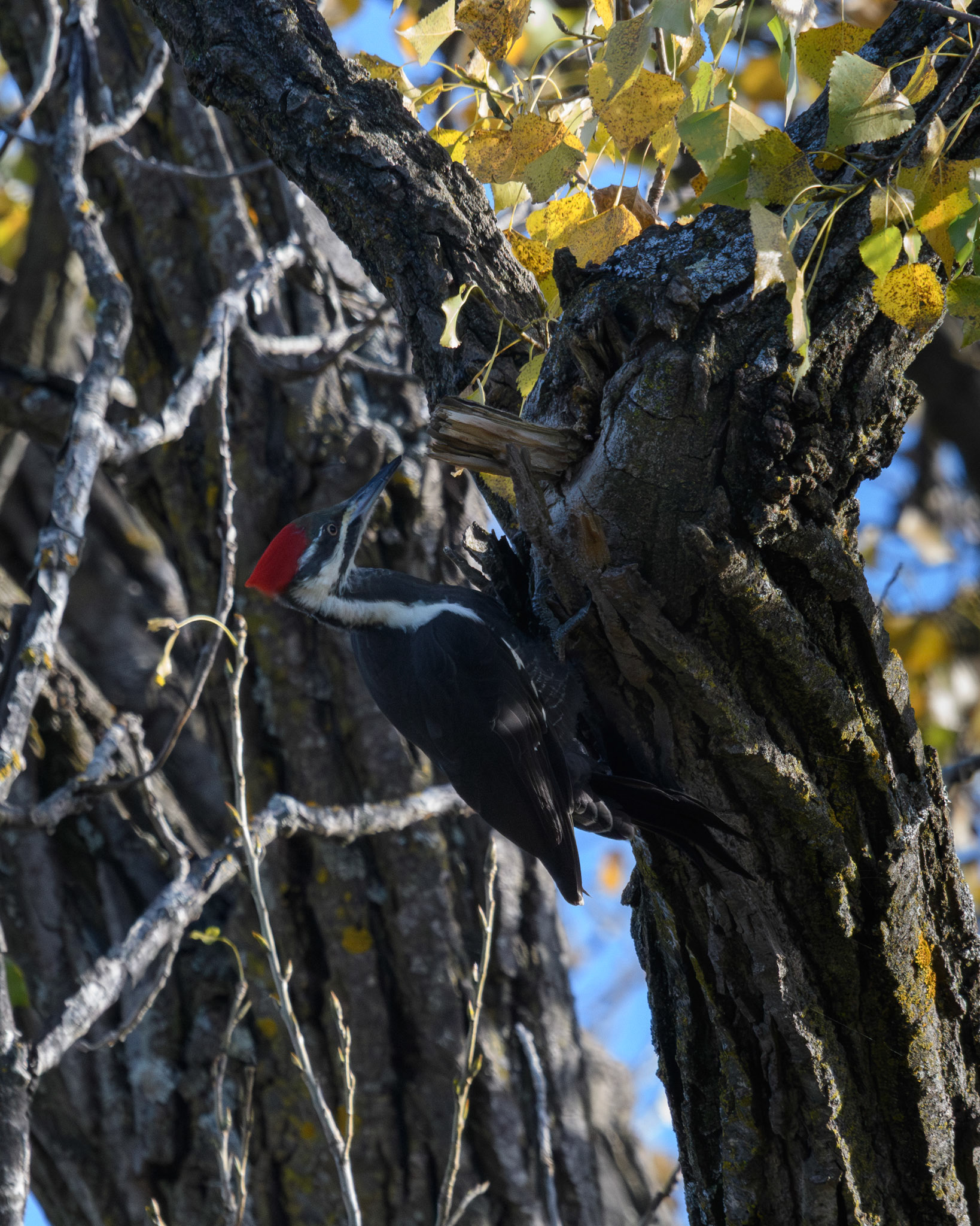 Pileated woodpecker